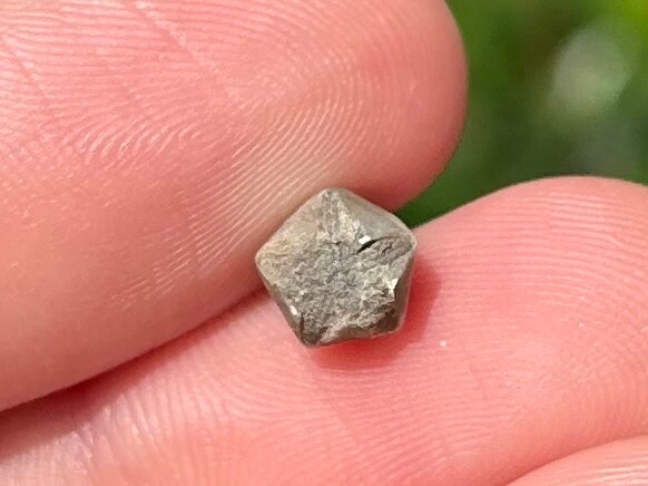 RARE Fossil Blastoid Heteroschisma subtrunctatum Michigan Devonian Age