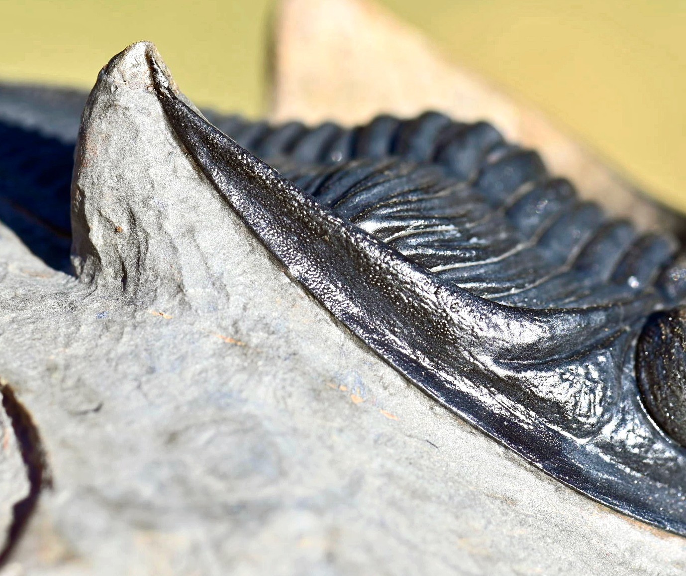 Trilobite Fossil, Zlichovaspis (Odontochile), from Morocco #1