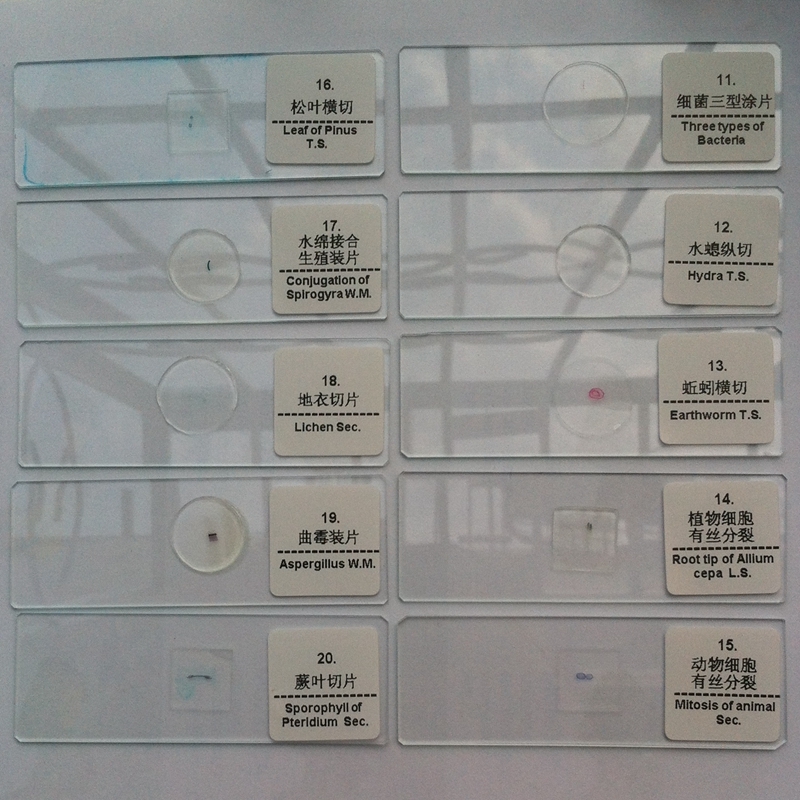 50pcs Glass Prepared Microscope Slides Biological Microscope Specimen Set