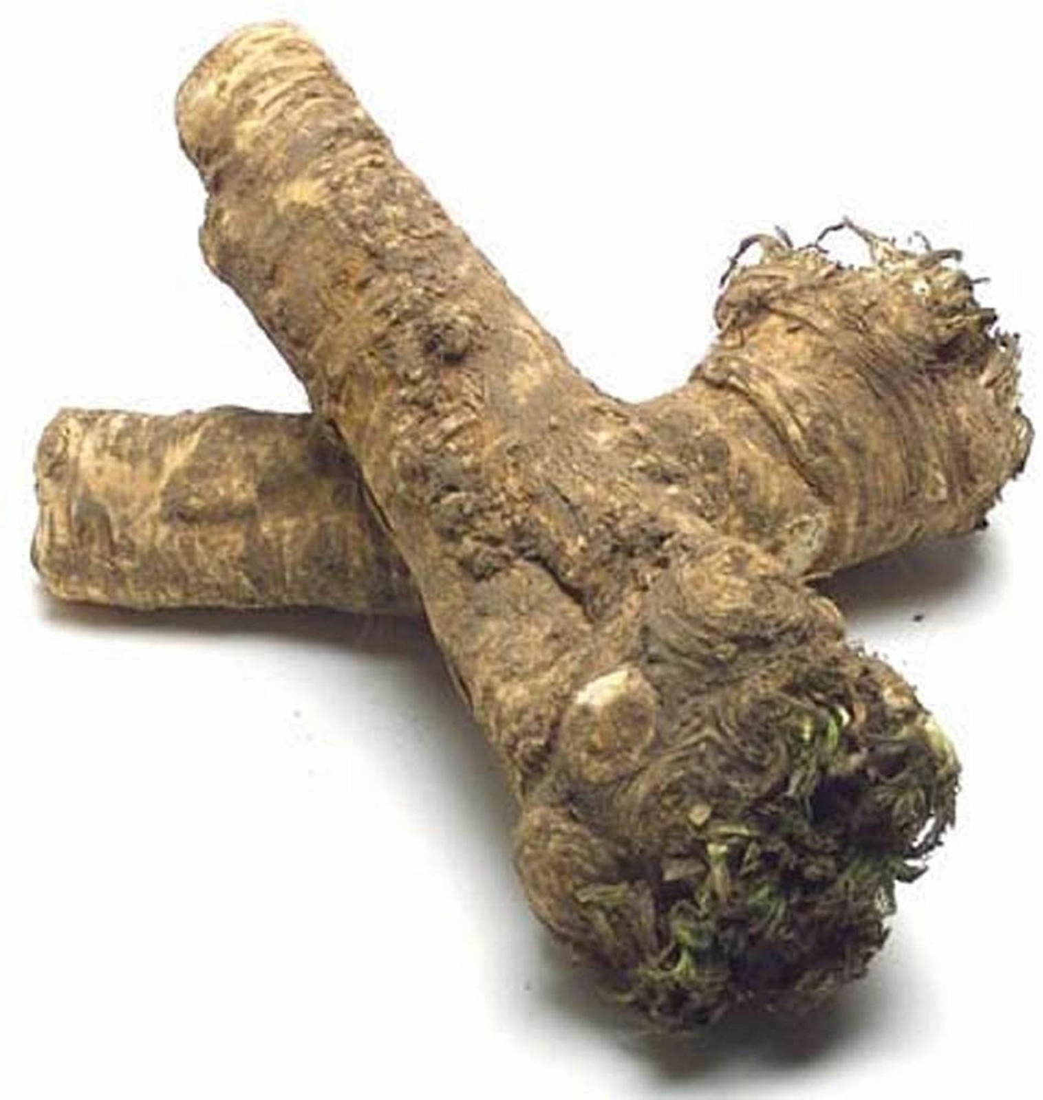 Horseradish Root whole, Ready for Eating, Planting. Can't Ship internationally.