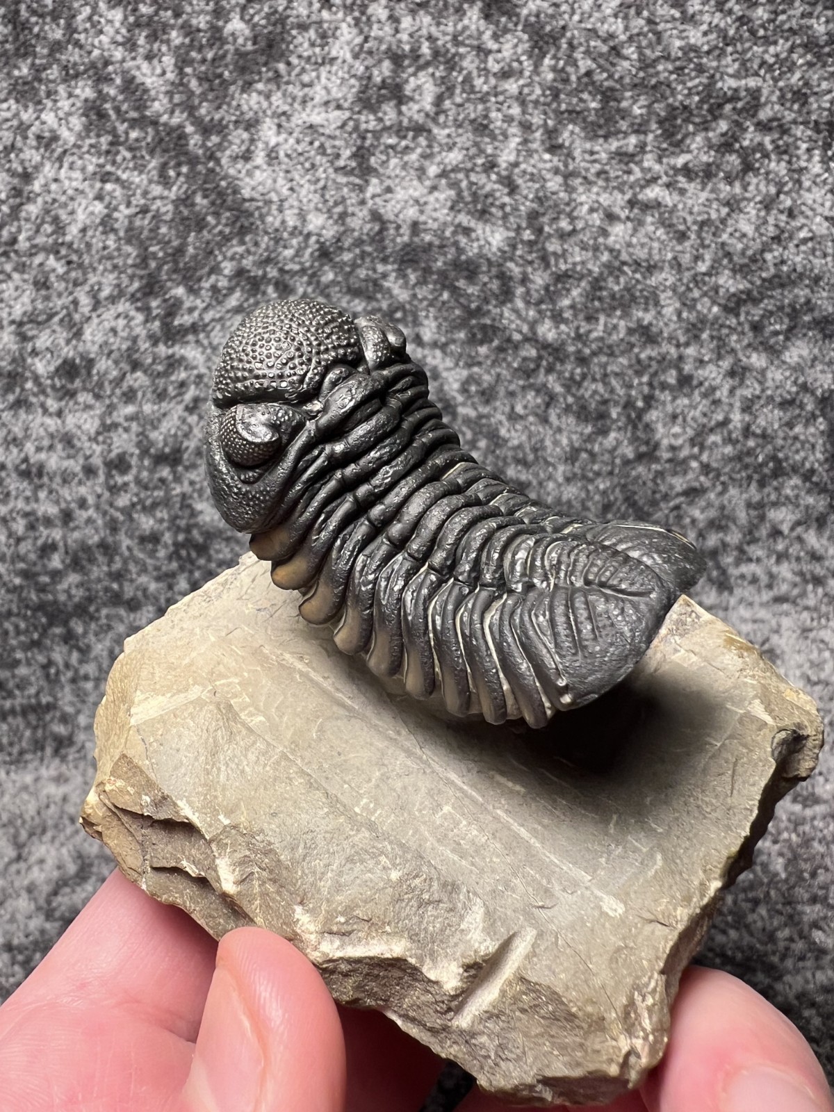 Exceptional Moroccops sp. Trilobite Fossil – Stunning Flying Preparation