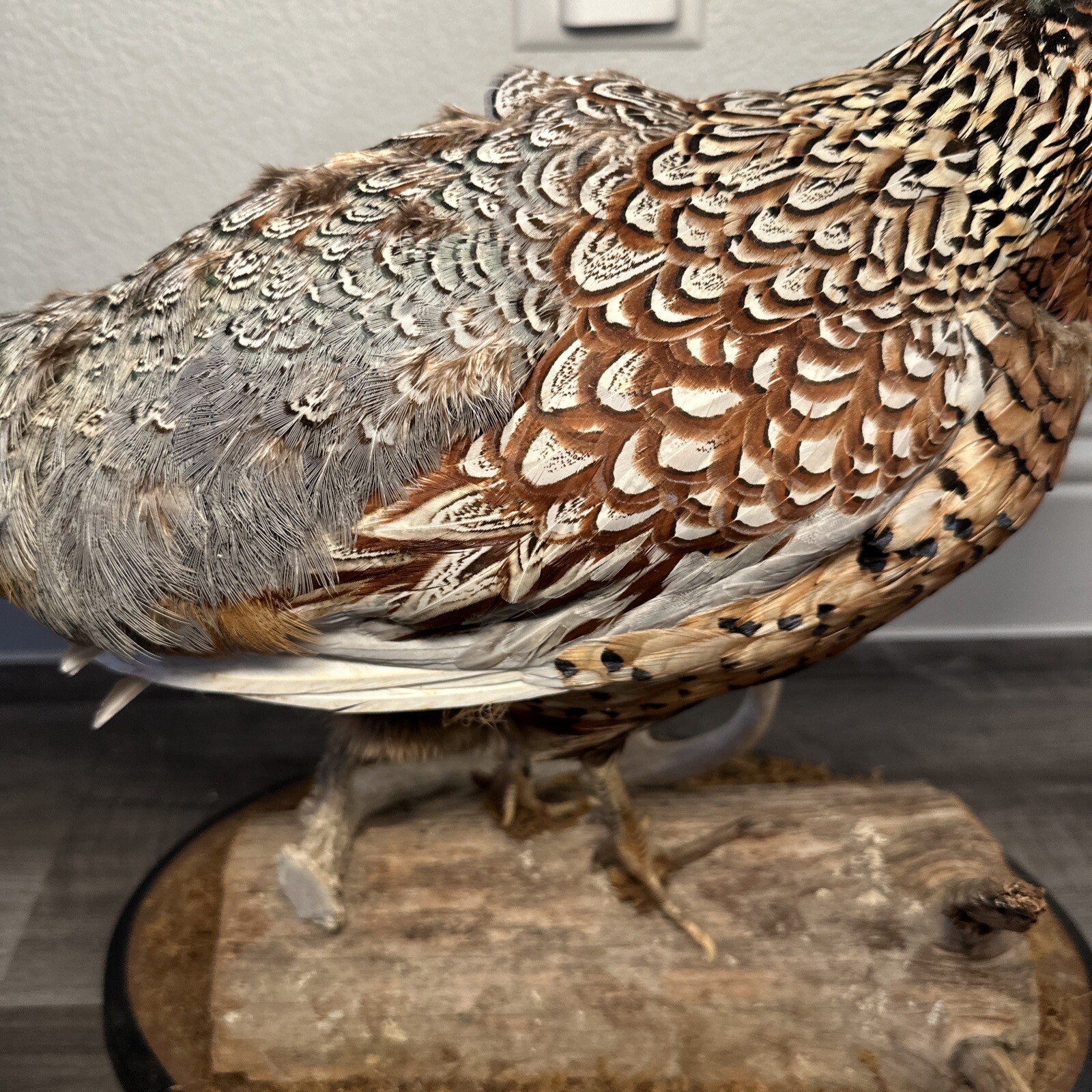 Pheasant Ring Neck Taxidermy Table / Shelf Display Mount