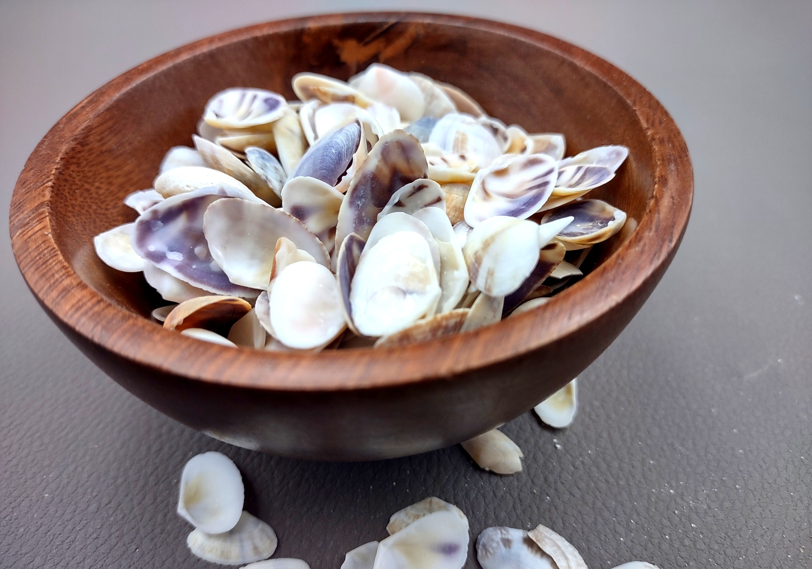 Coquina Clam Shells Blue Violet White (approx. half cup 150+ shells 0.25+ in)