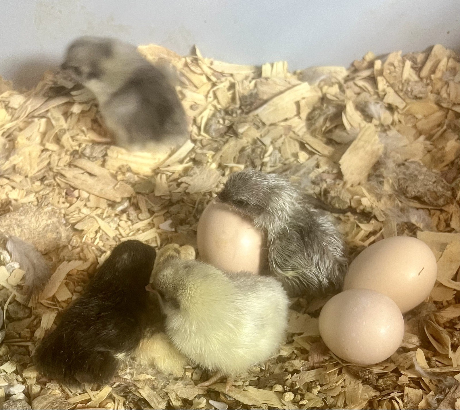 Small/Micro SERAMA Eggs One dozen Eggs