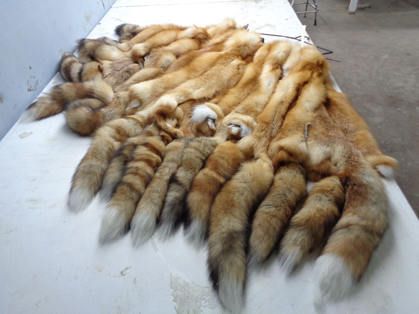 Tanned #1 Red Fox Hides/Furs/Trapping/Taxidermy/Crafts/Freshly tanned/USA furs
