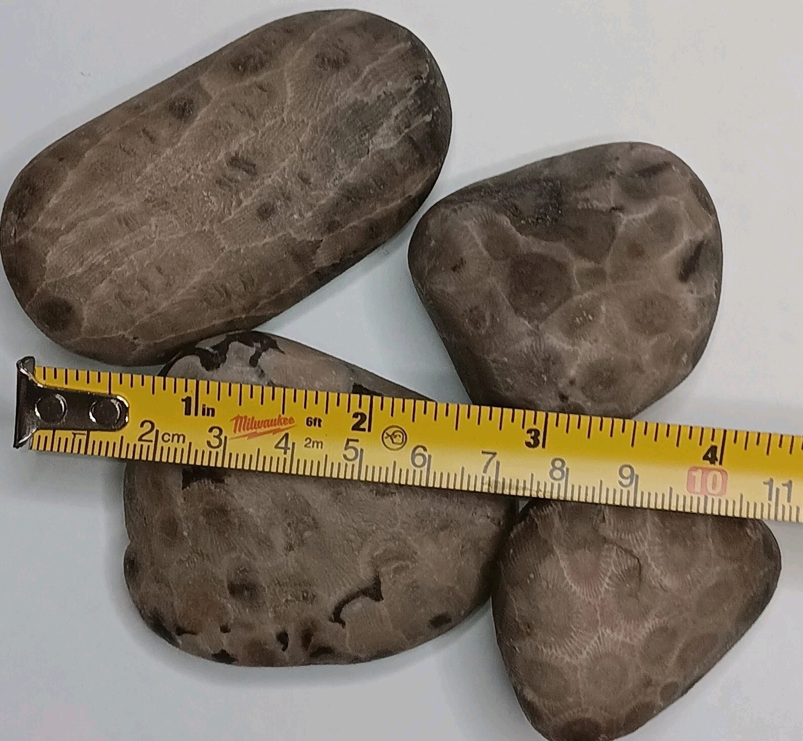 Michigan Petoskey Stone Lot 1 Pound Unpolished Natural Great Lakes Fossils