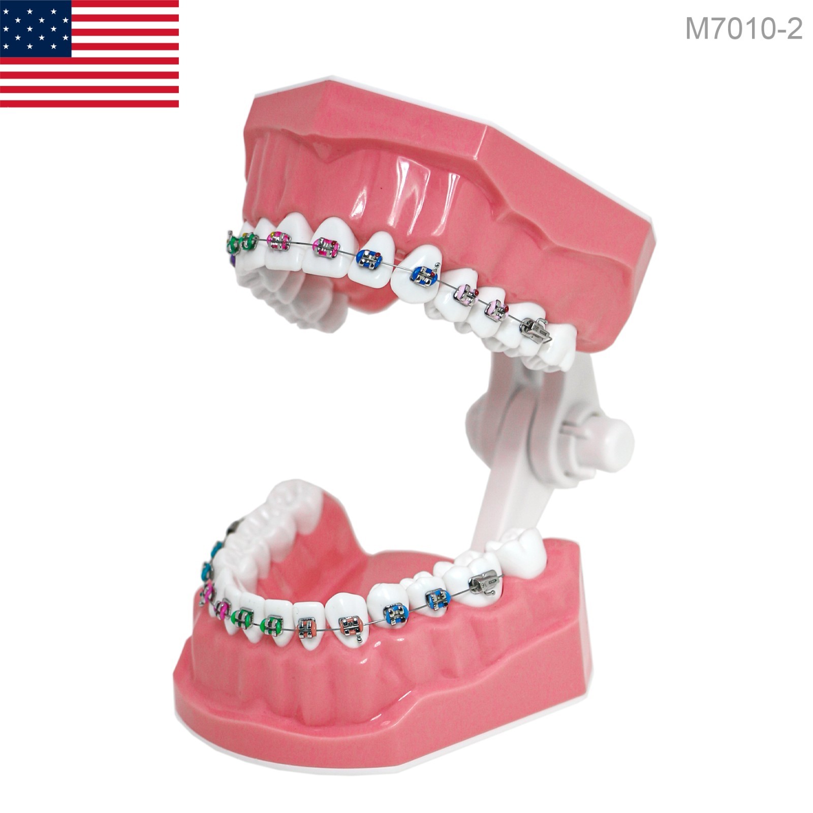 US Dental Teach Typodont Demonstration Teeth Model with Braces For Patient Study