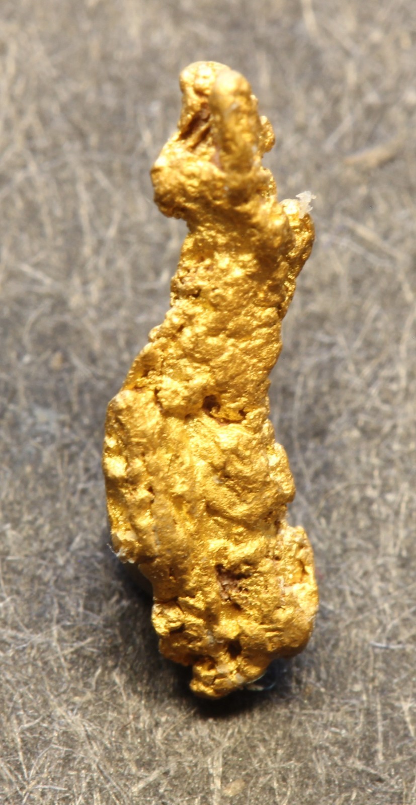 Gold nugget Small nugget in box 0.32 Gram Rose Creek Placer Pershing Co. NV