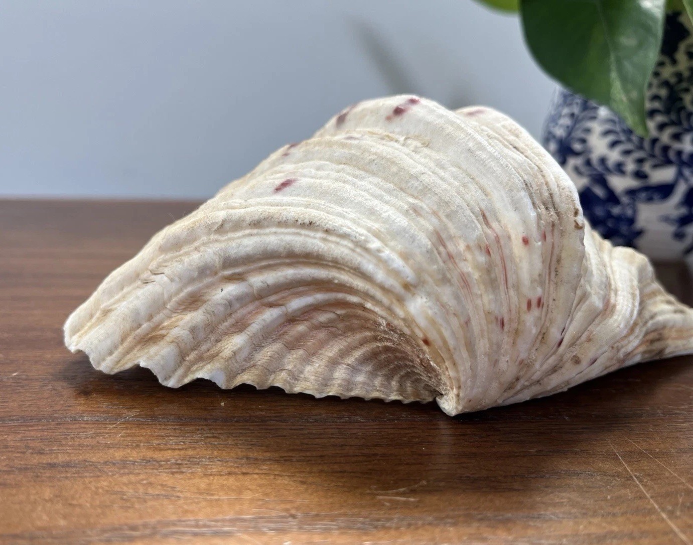 Bear Paw Clam Shell Half 7” X 5” Natural Nautical Beach Decor Real Coastal