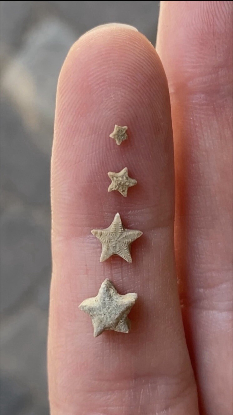 A Bottle of 18 Crinoid Star Fossils