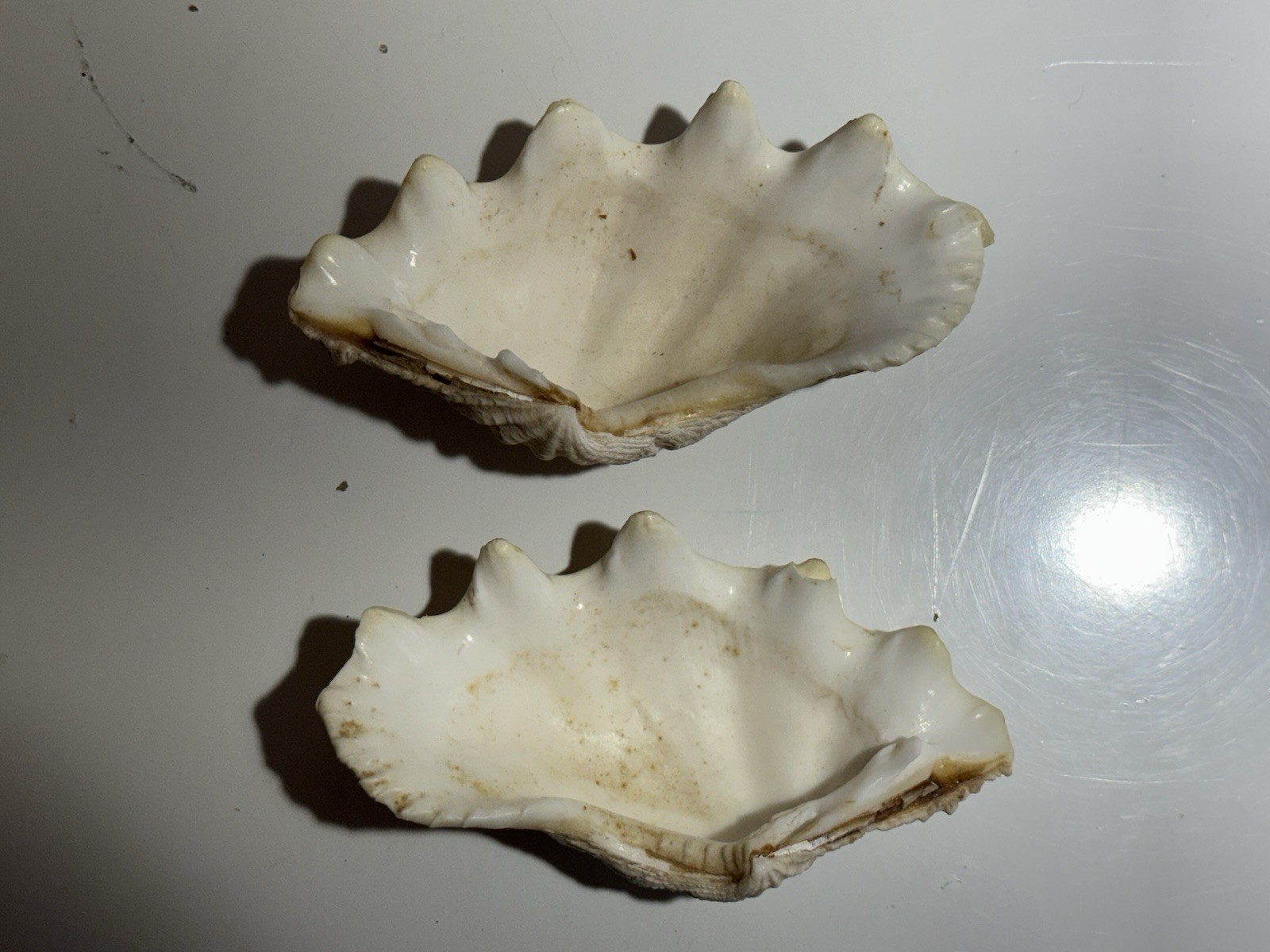 Clam Shell Tridacna Gigas Set Pair Both Valves 6” Complete