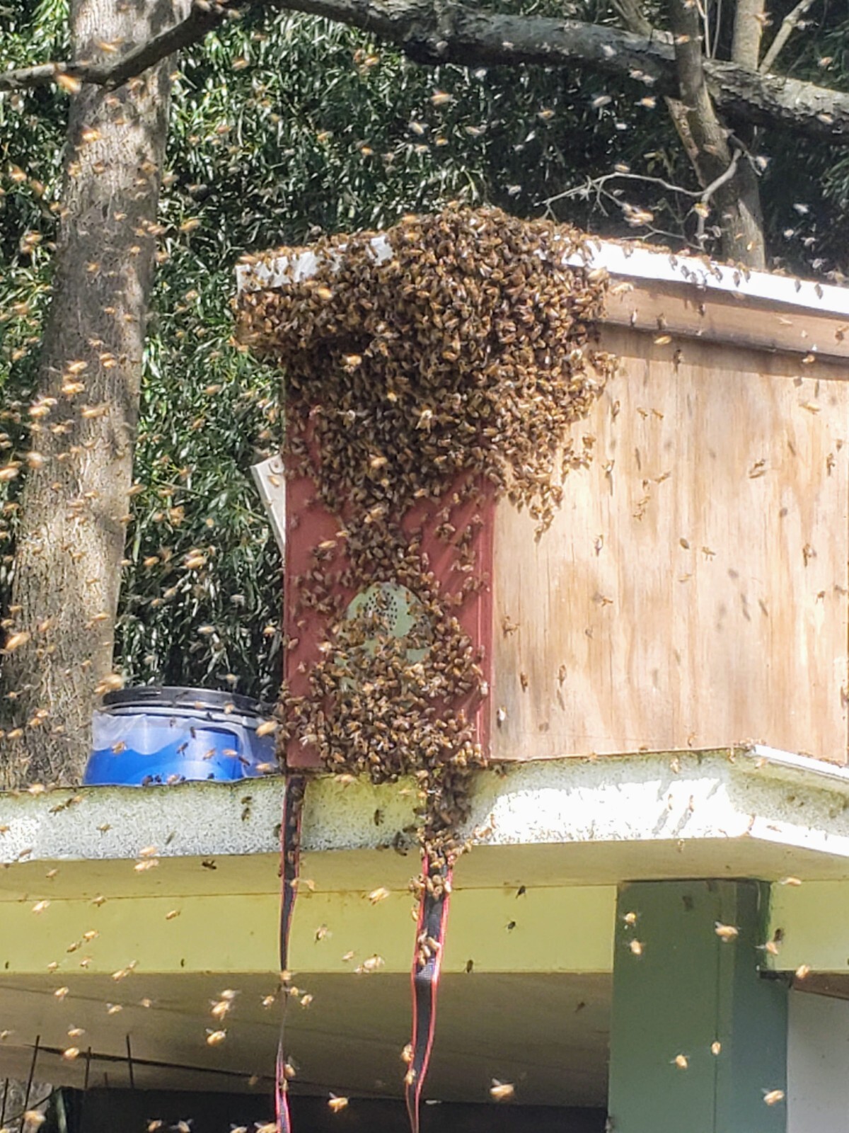 2 Honeybee Swarm Traps = CATCH Your Own FREE Bees!!