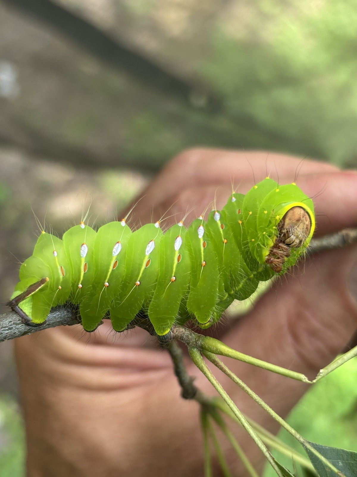 Polyphemus Moth Cocoons