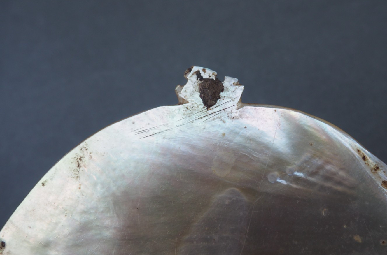 BEAUTIFUL OLD MOUNTED OCEANIC NEW BRITAIN PAPUA NEW GUINEA ARAWE CURRENCY SHELL