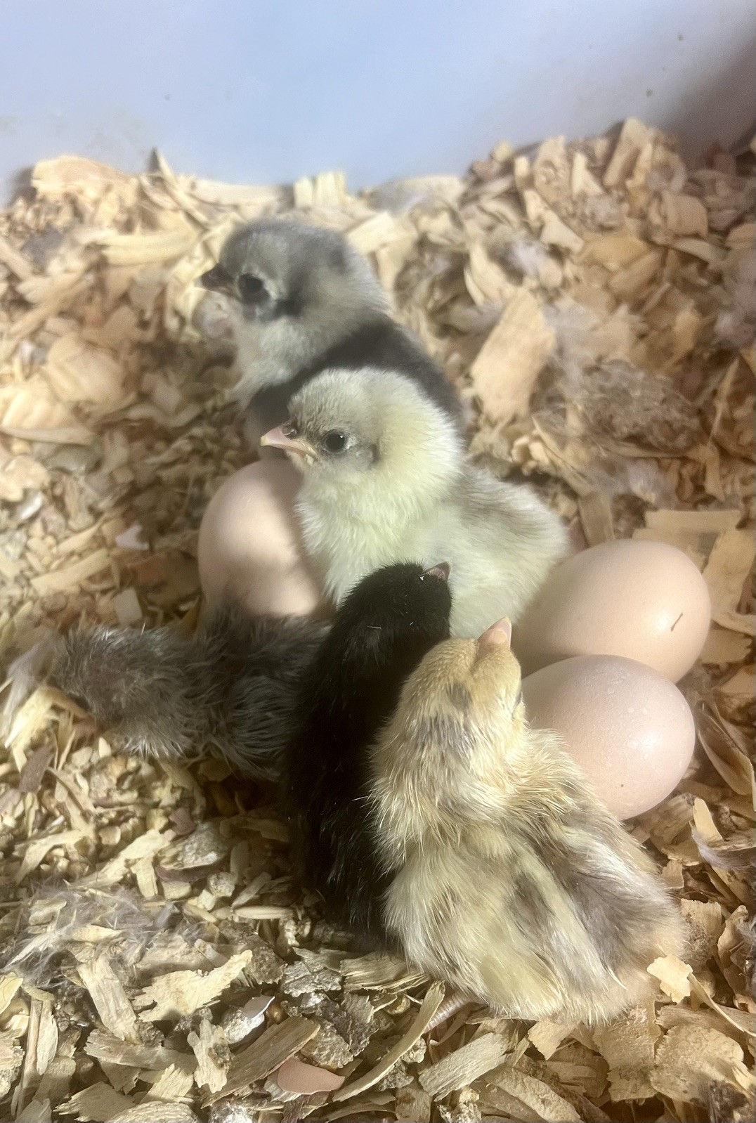 Small/Micro SERAMA Eggs One dozen Eggs