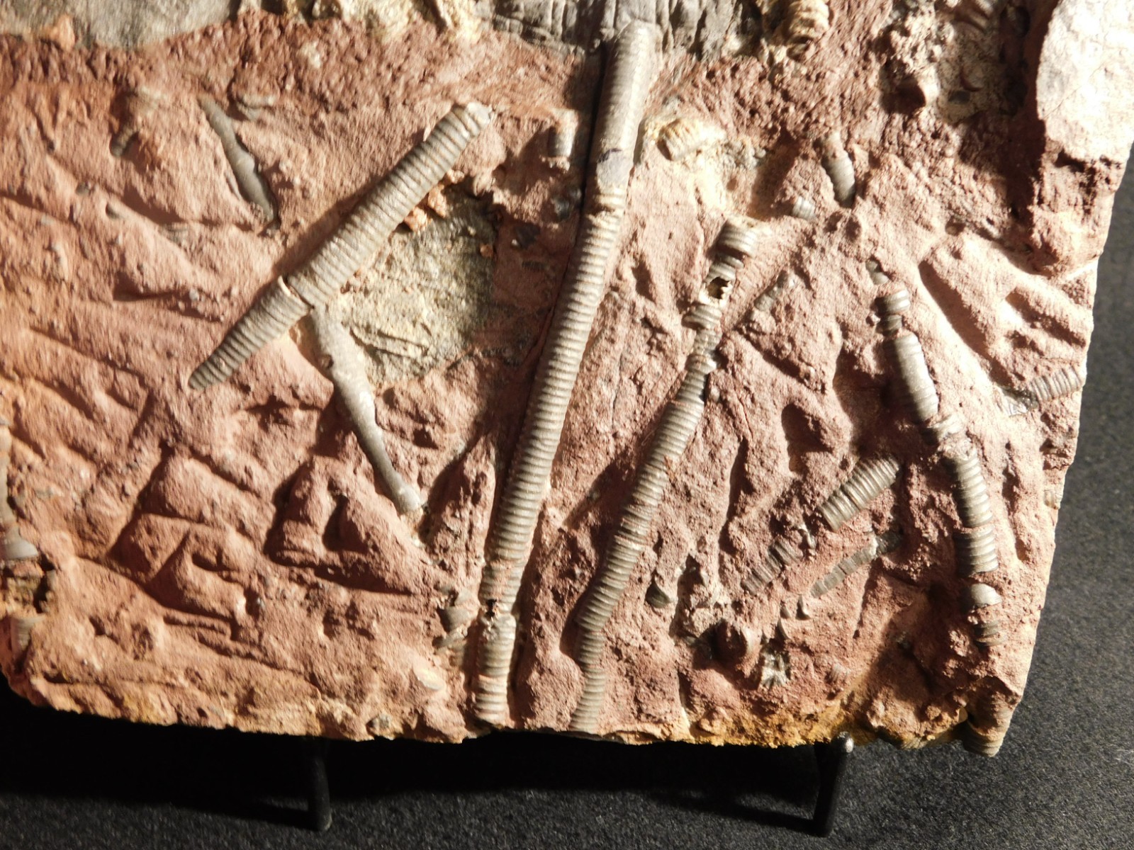 BIG! 430 Million Year Old! CRINOID Fossil or Sea LILY Fossil Morocco 1570gr