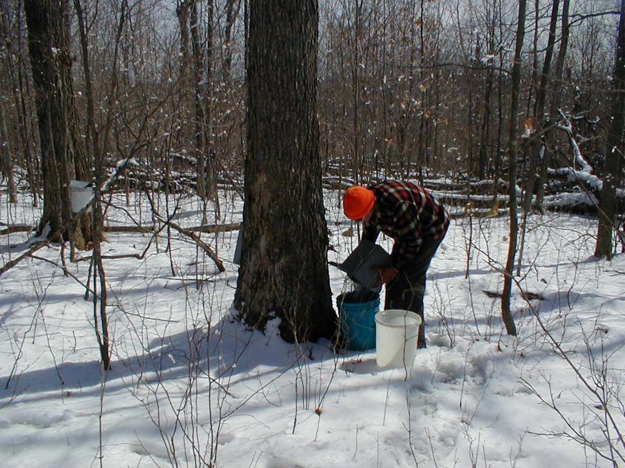 One Gallon 100% Pure Wisconsin Maple Syrup Grade A Medium Amber/Amber Rich Taste