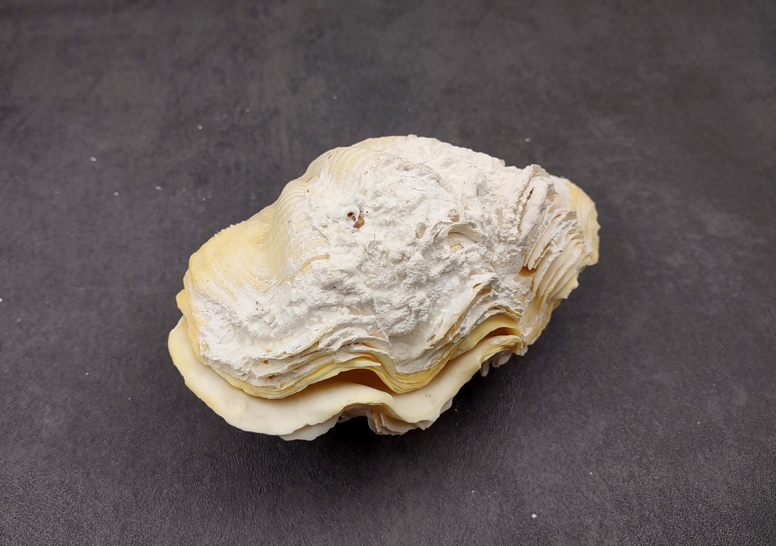 Derasa Clam Seashell White Tridacna Derasa (1 shell approx. 5+ inches)