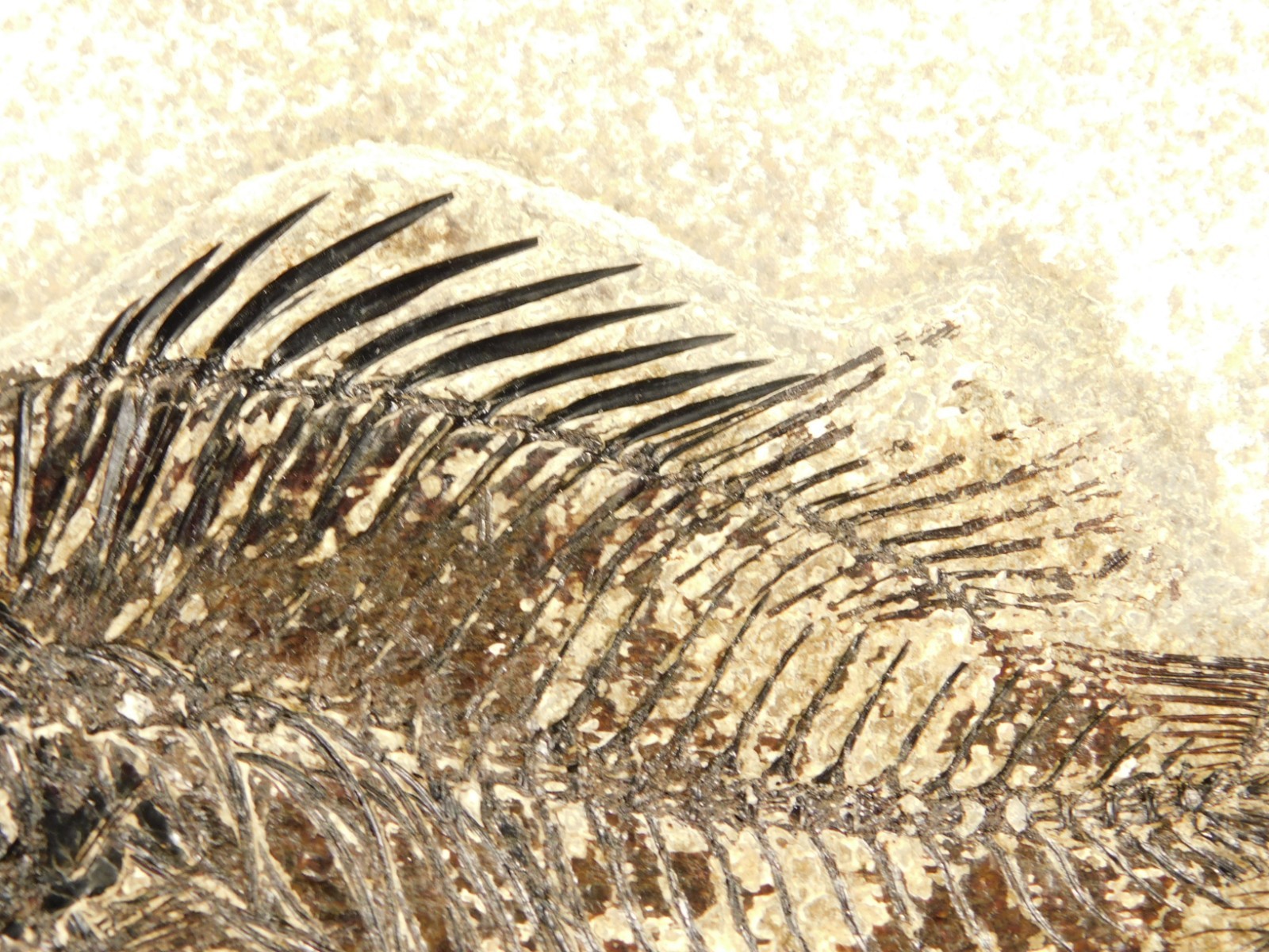 Two! SPECIES Rare Priscacara FISH Fossil and Diplomystus On HUGE Matrix Wyoming