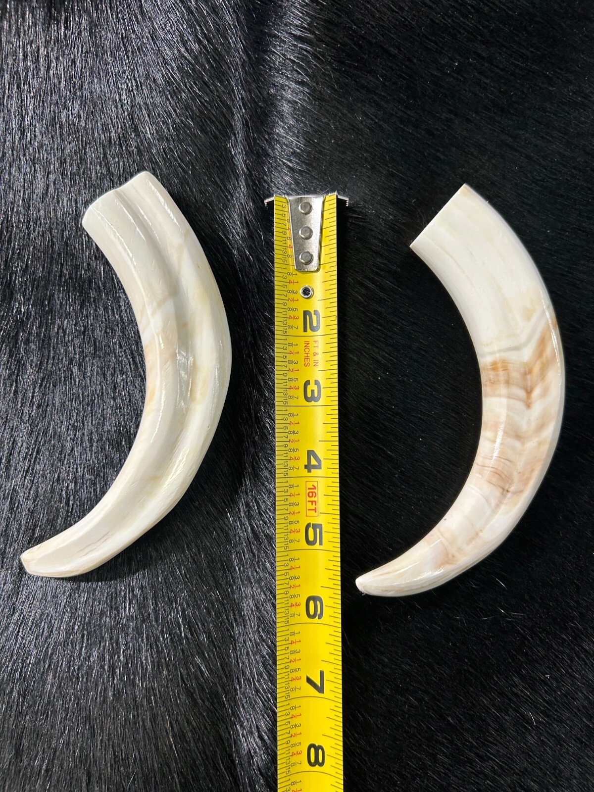Warthog Tusk- 1 Genuine Polished Warthog Tusk - Average Size: 6 to 8 inches