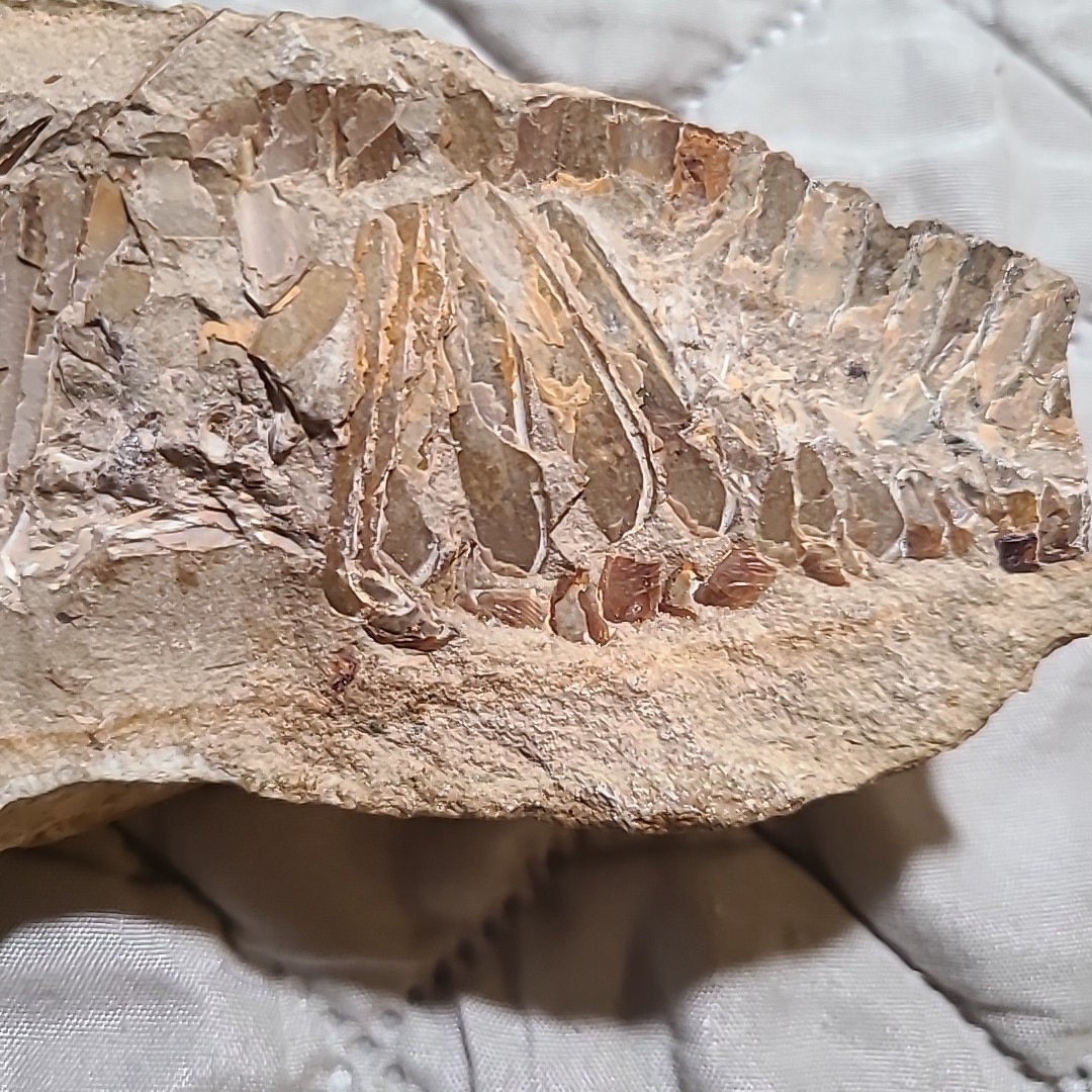 Rare living fish fossil specimen, the scale texture is clearly visible
