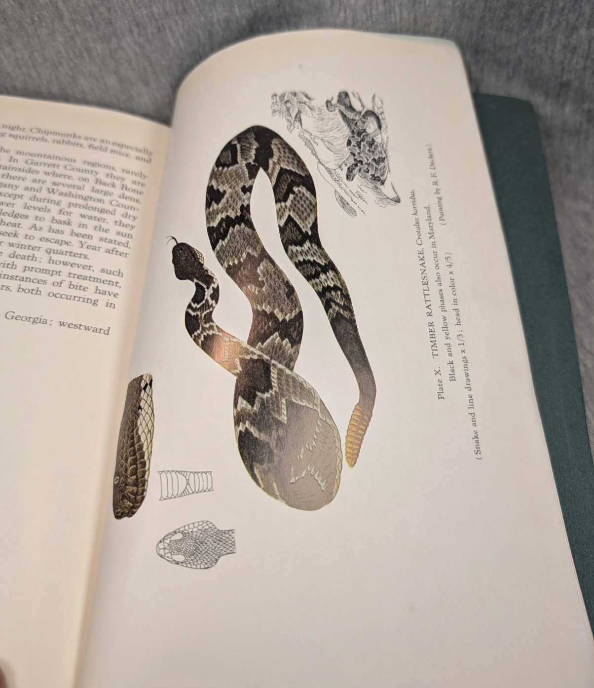 1936 Snakes of Maryland Illustrated Book Howard Kelly Color Plates 1st Edition