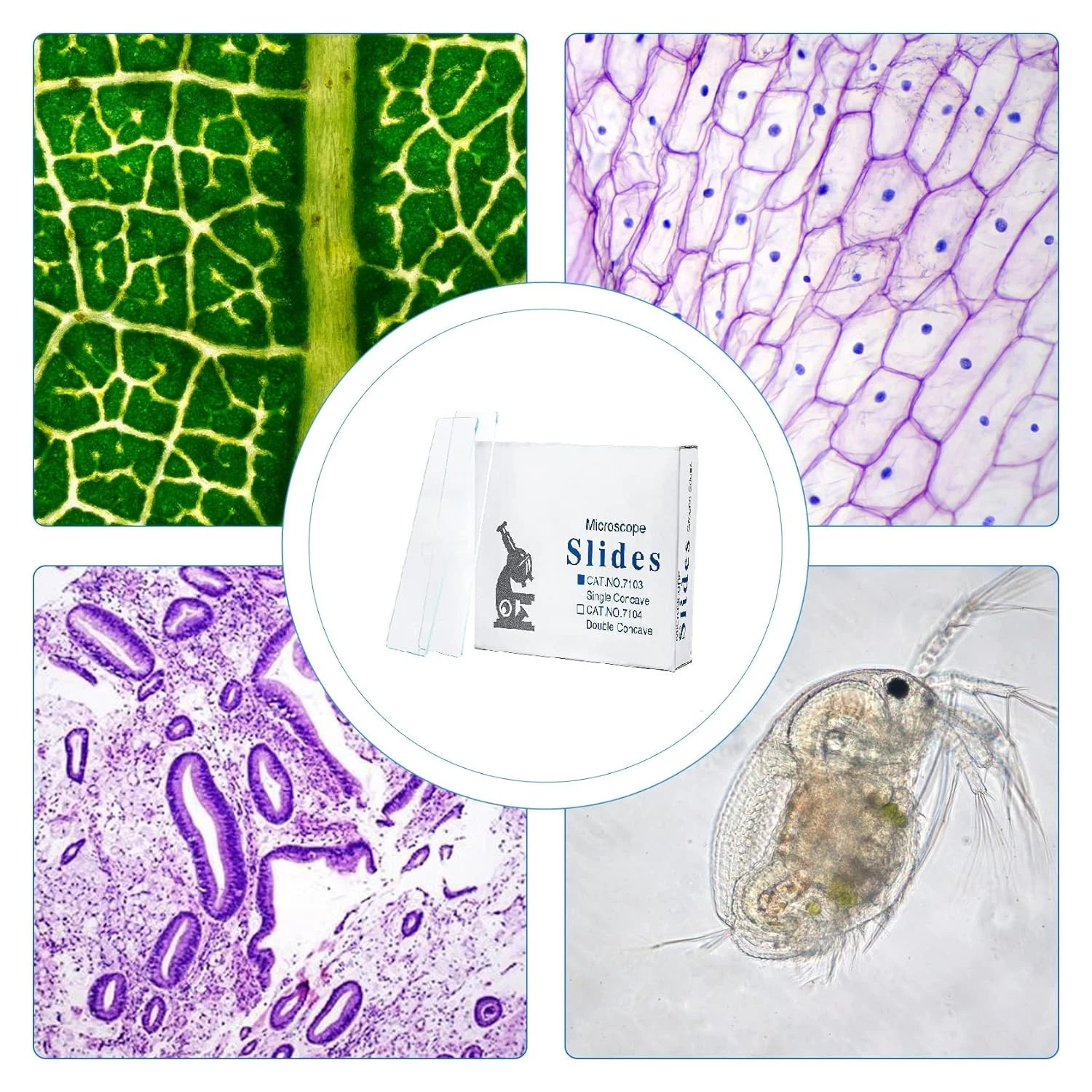 Concave Microscope Glass Slides Single Depression 1x3" Pack of 50 Slides