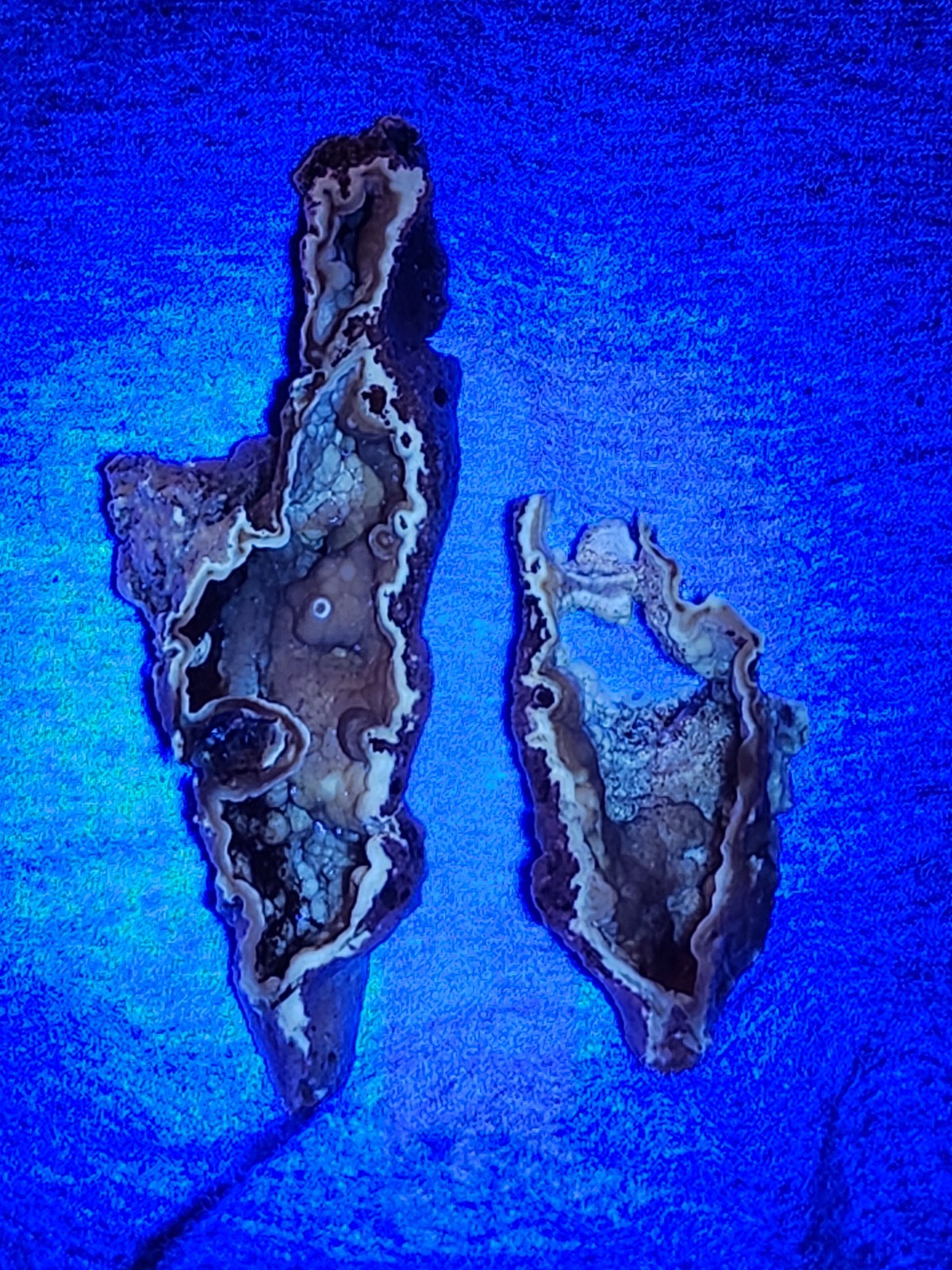 Florida Agatized Coral Fossil Pair, unpolished Chalcedony Fluorescent!