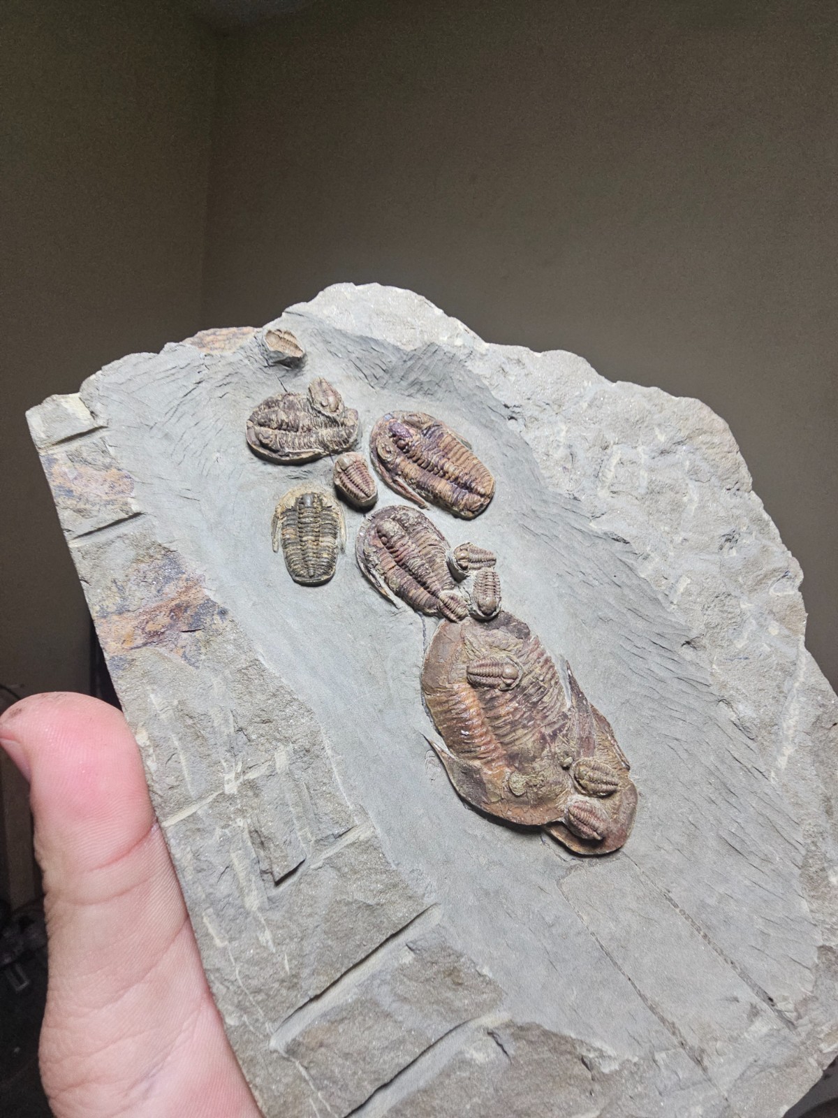 Line of 14 Fossil trilobites Asaphellus Ordovcian from fezouata morocco