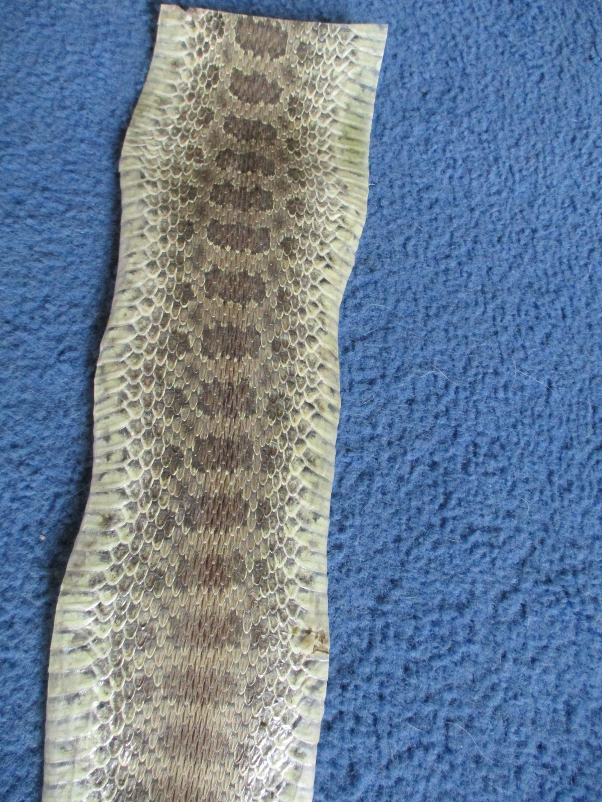 1 rattlesnake skin piece Snake skin scraps pen blanks small wrap education W7