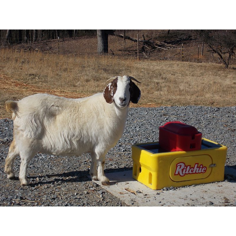 RITCHIE OMNI FOUNT 2 SPECIAL GOAT SHEEP CALVES AUTOMATIC LIVESTOCK WATERER USA
