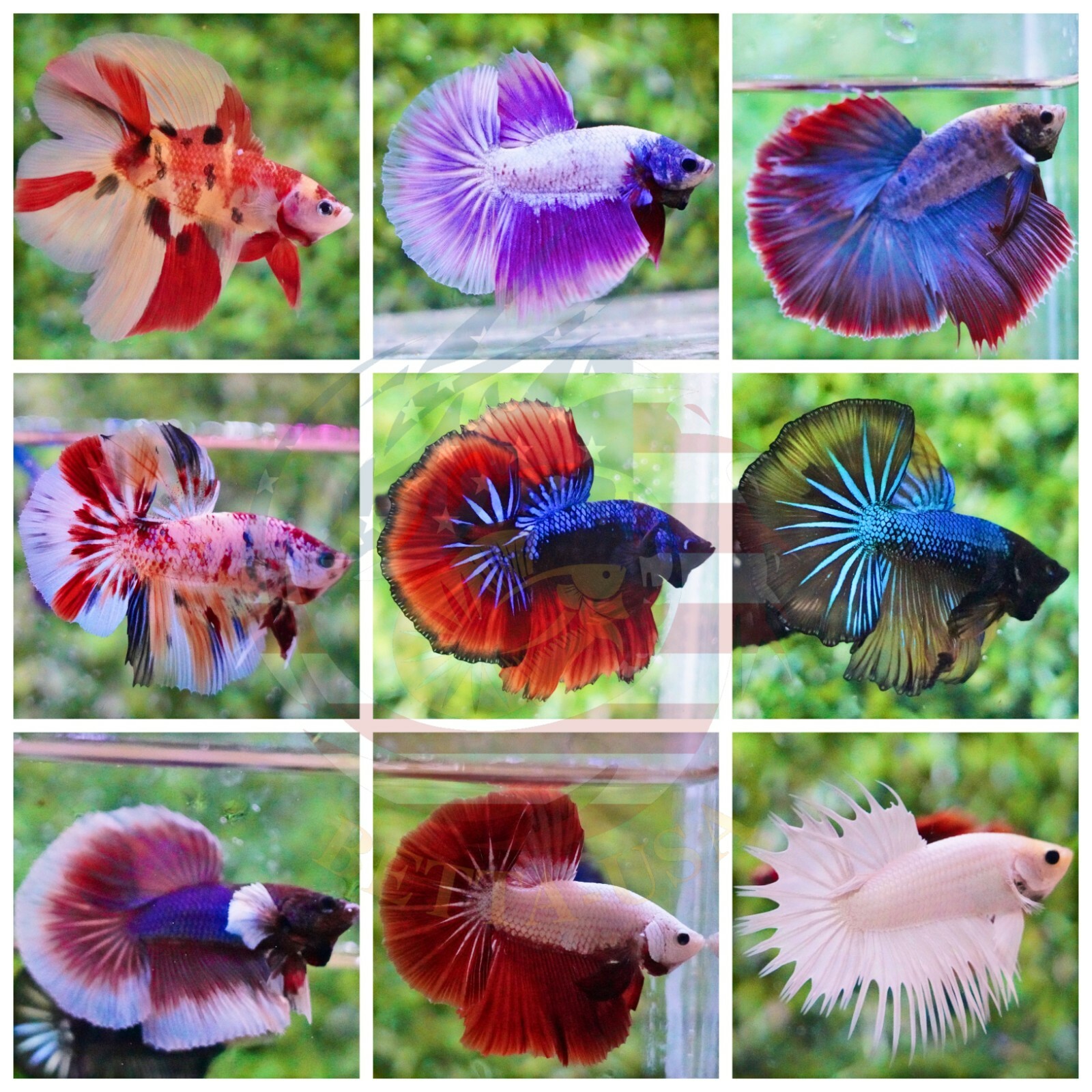 Live Betta Fish - High Quality Grade A+++ Halfmoon Live Betta - Special Price