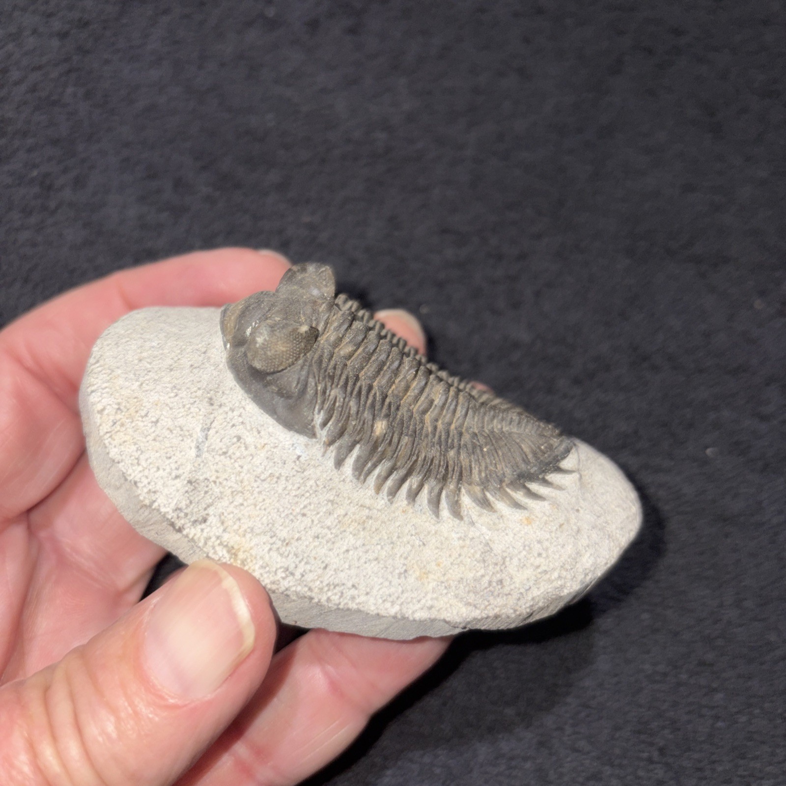 Coltraneia (Trevoropyge)) Trilobite Huge Eyes 2 1/4 Inches Pretty Specimen Devon