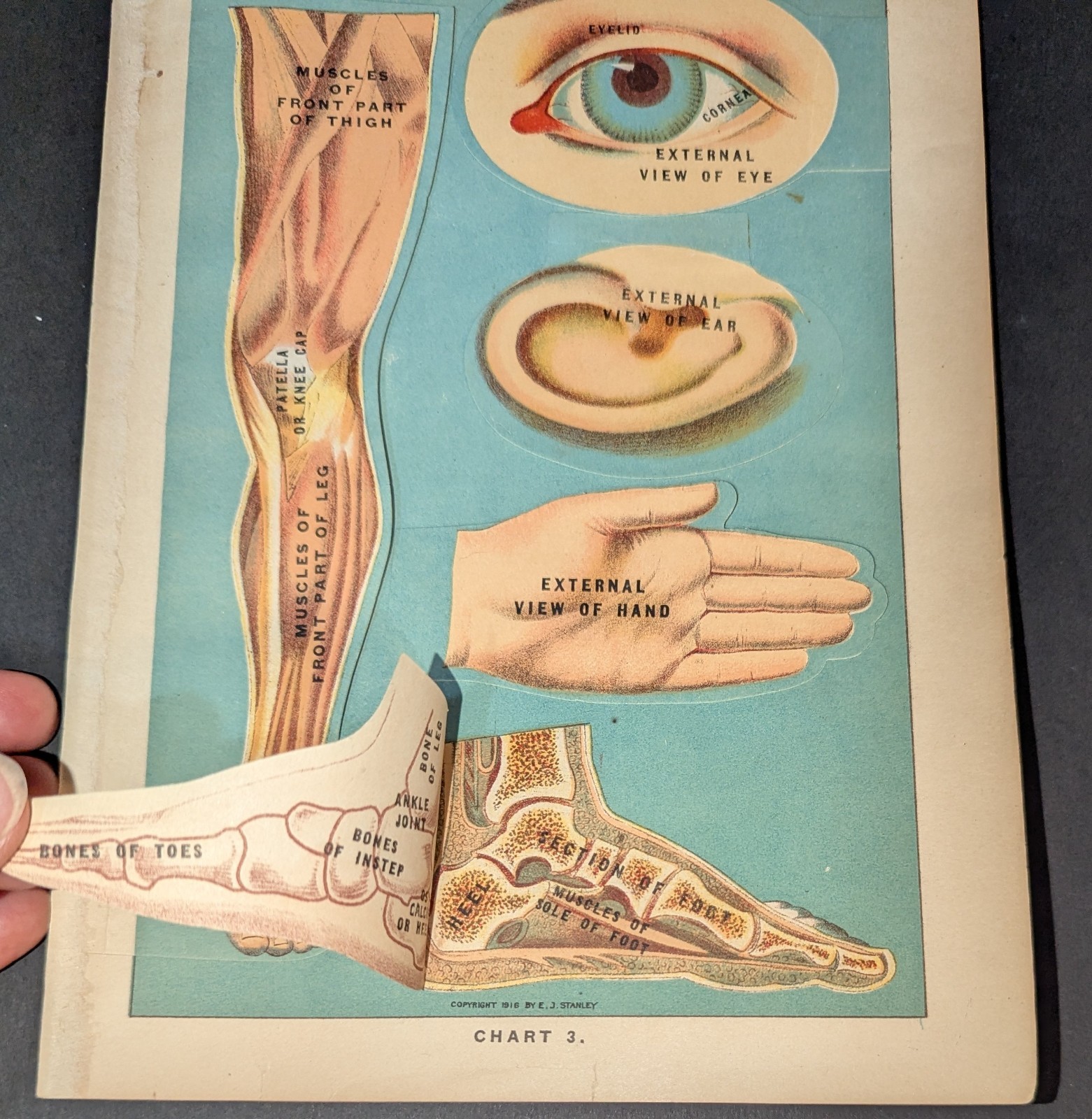 Antique Medical Book Plate Layered Anatomy of Eye Ear Hand Foot Leg E J Stanley