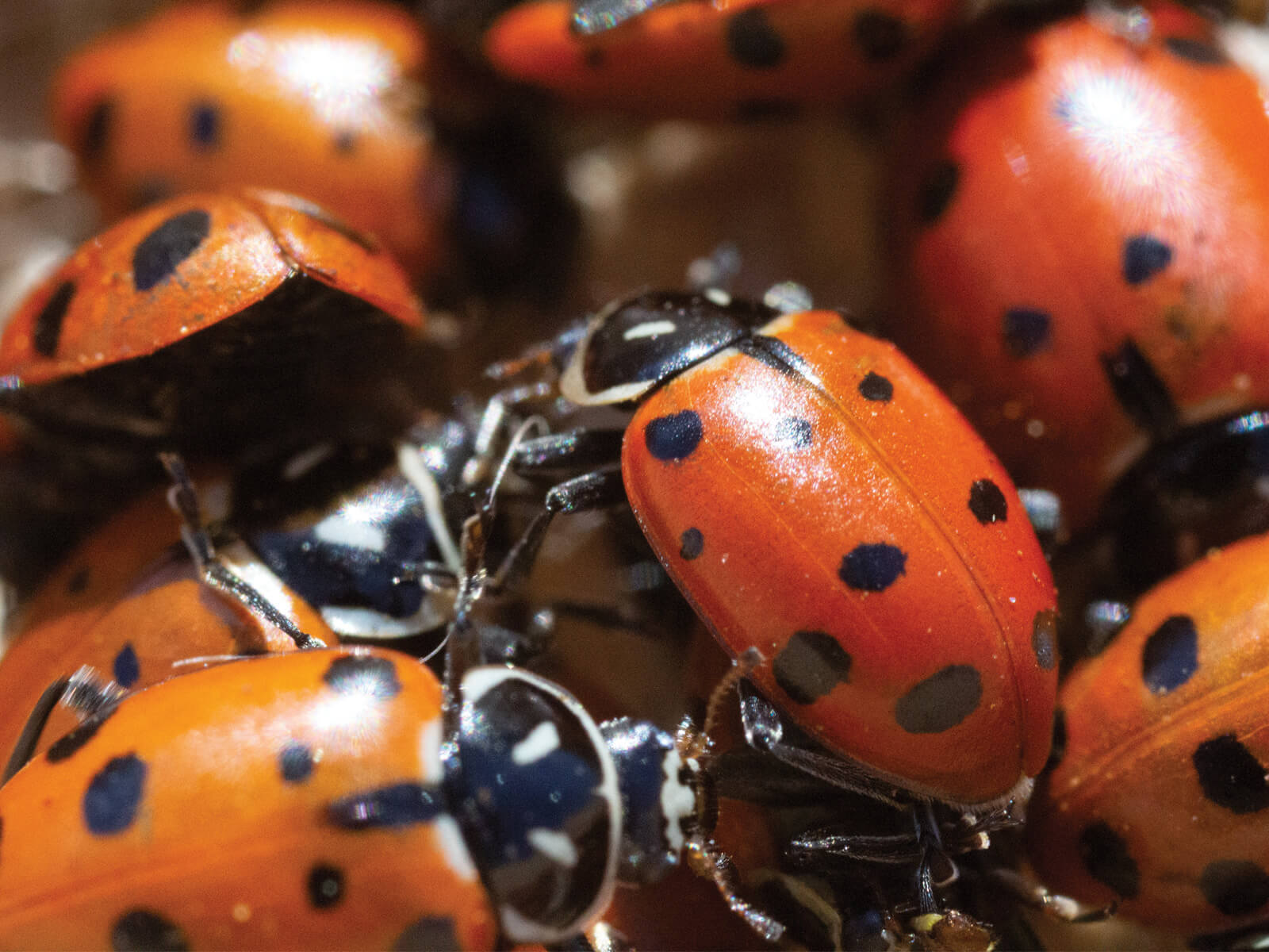 NaturesGoodGuys - Live Ladybugs - General predators