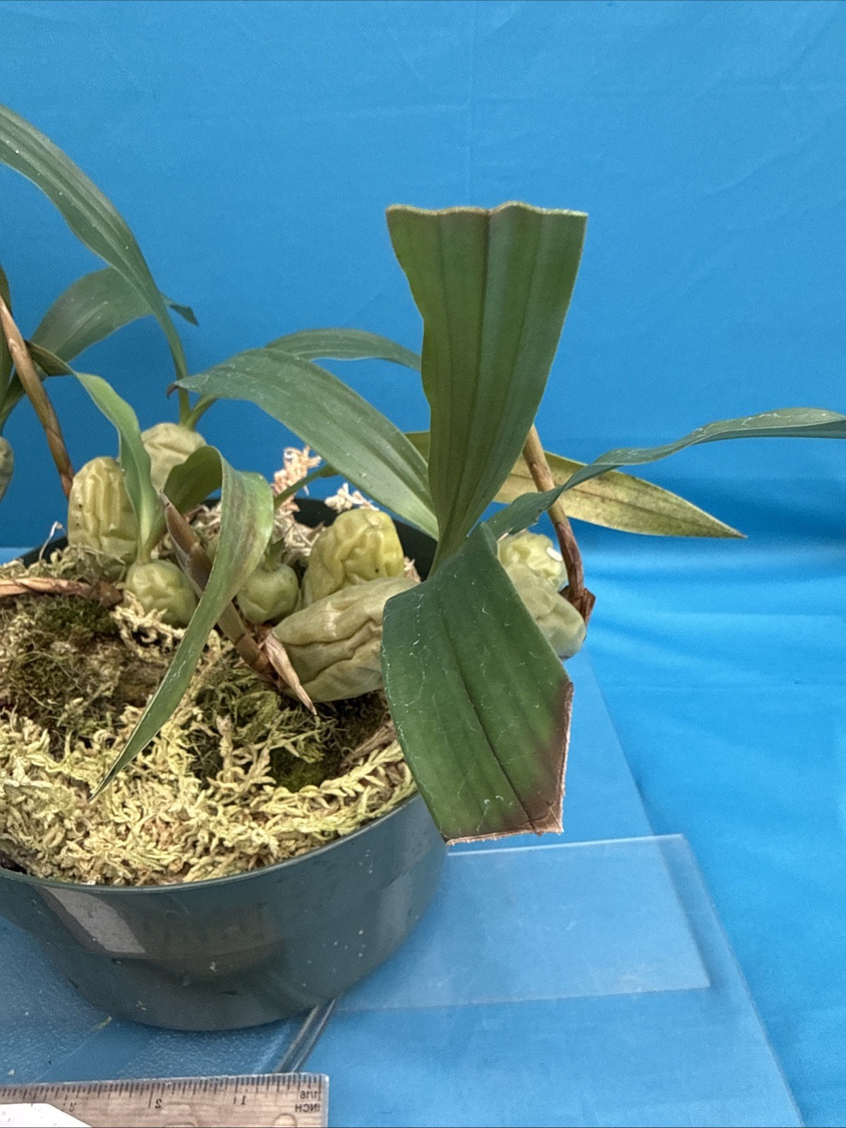 Coelogyne cristata ‘The Queen’ AM/AOS BS White Yellow Orchid Species 6” Pot