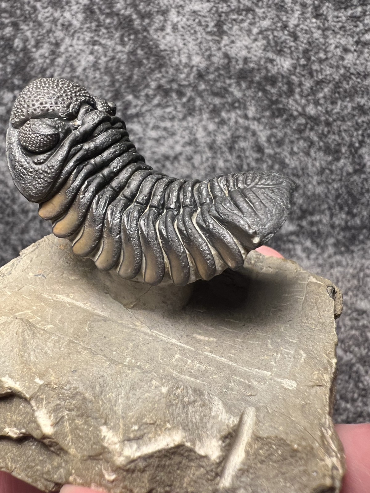 Exceptional Moroccops sp. Trilobite Fossil – Stunning Flying Preparation