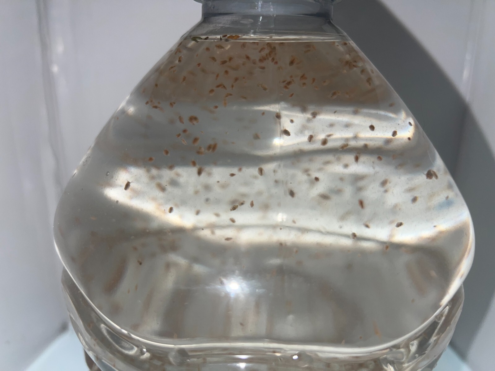 (Buy 2 Get 1 FREE) 500+ Live Daphnia Magna 500+ (FREE SHIPPING)