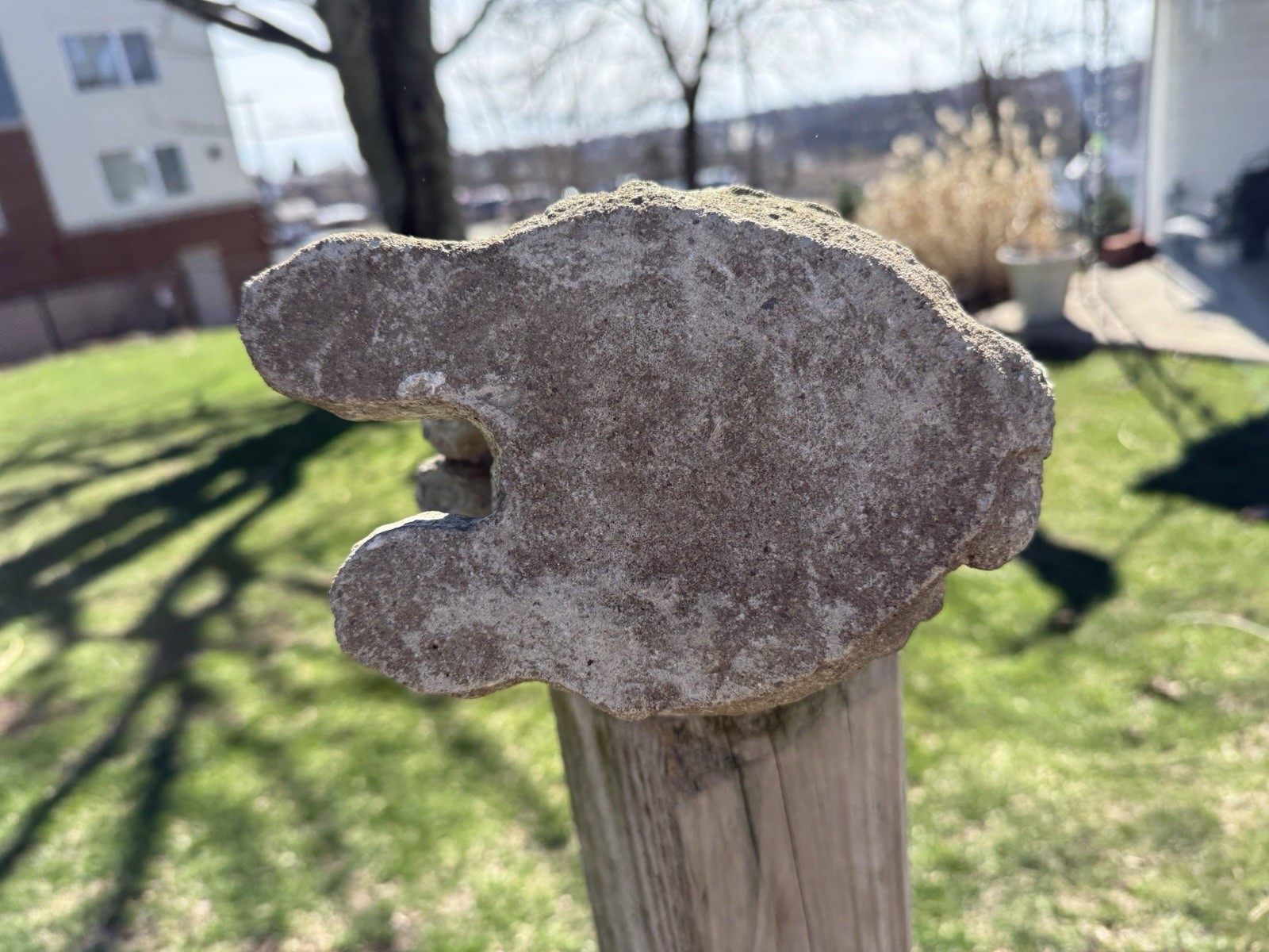 Vintage English Hare concrete bunny rabbit garden statue art