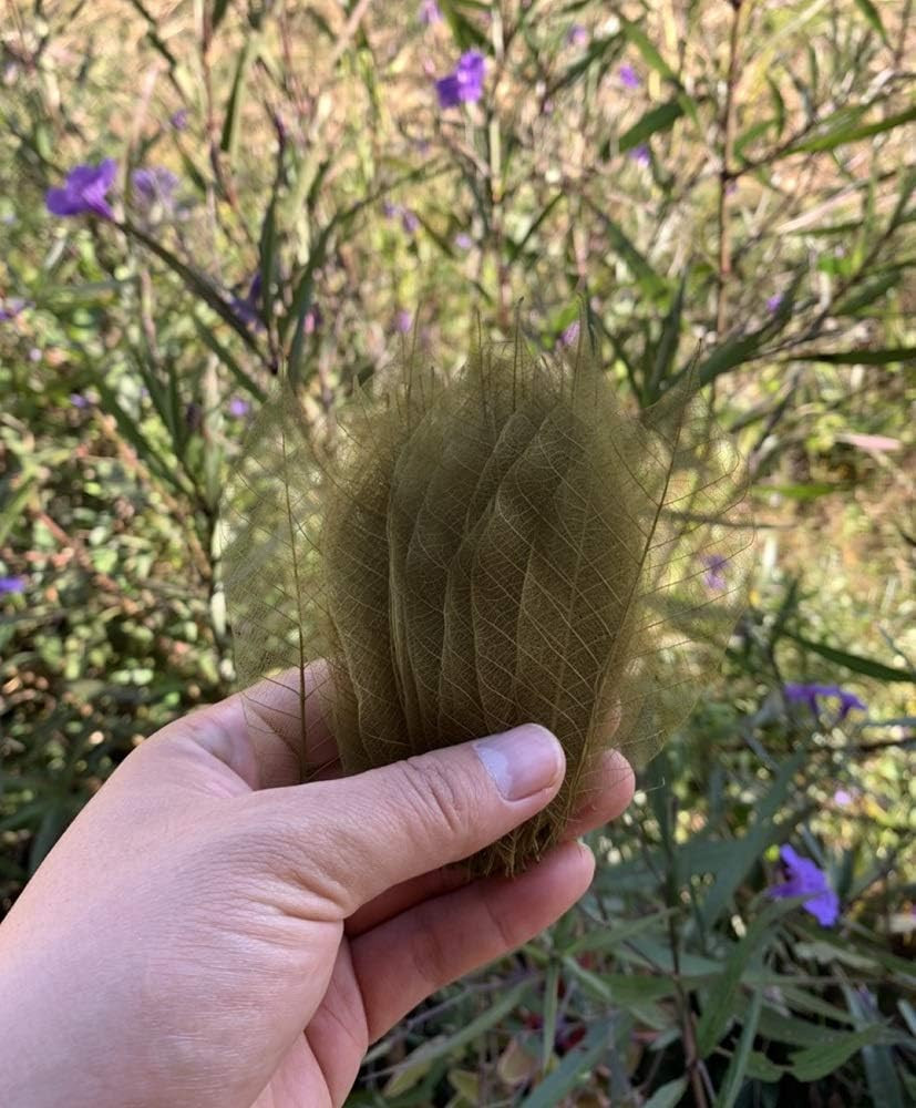 100 Pcs 4-5 Inch Olive Green Skeleton Leaves Rubber Tree Natural Scrapbook Cr...