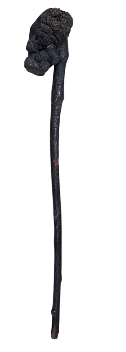 Antique Native American Vtg Fire Hardened Root War Club Weapon 25" Long