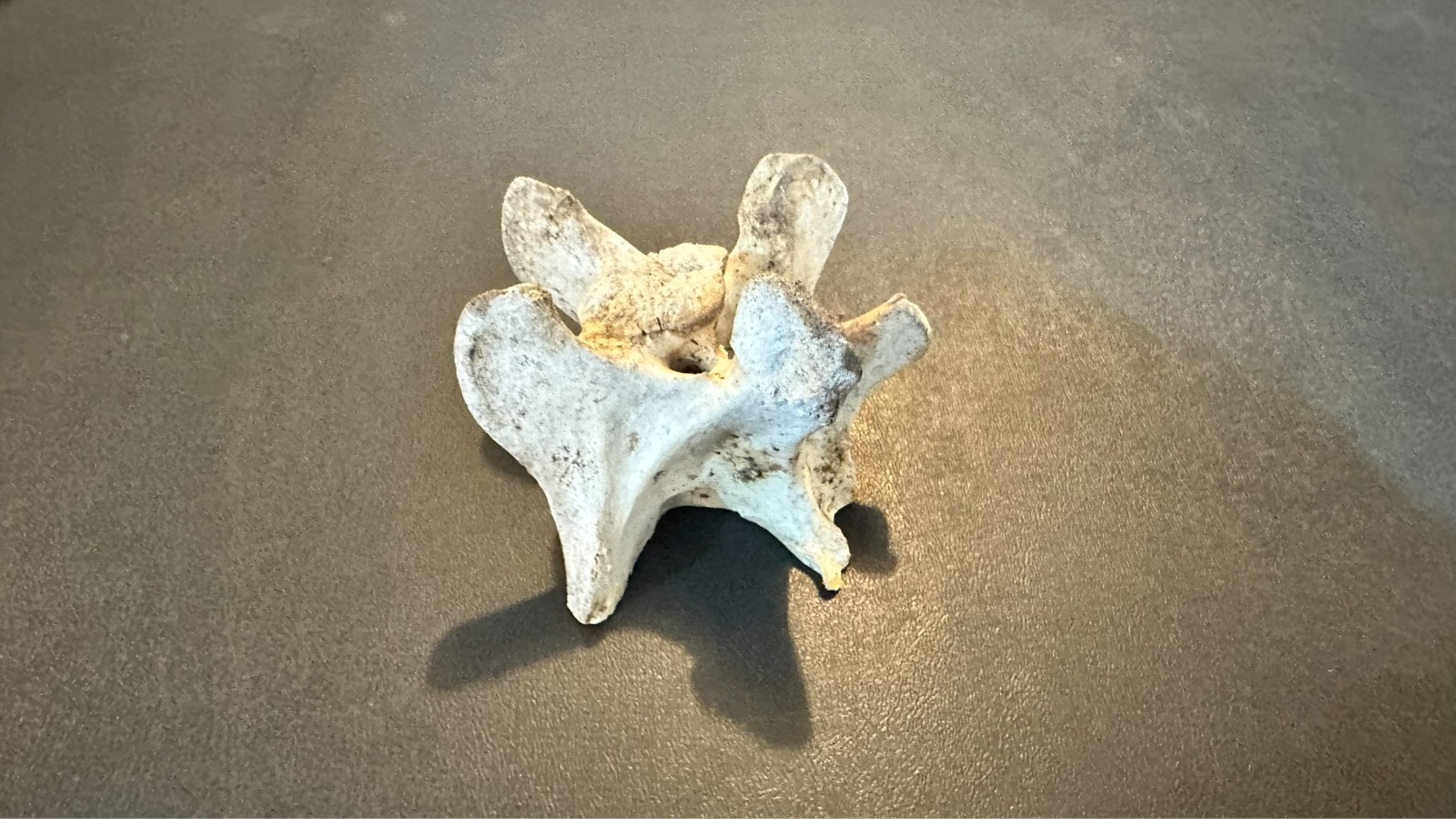 Large Animal Mammal Deer Vertebrae Smiling Bone Arts Crafts Spine Fossil