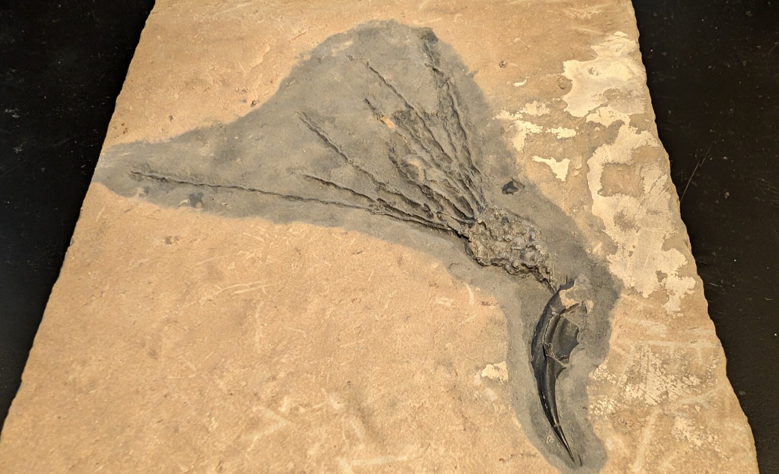 Gogia granulosa Fossil Wheeler/Marjum Formation, Utah Cambrian Proto-echinoderm