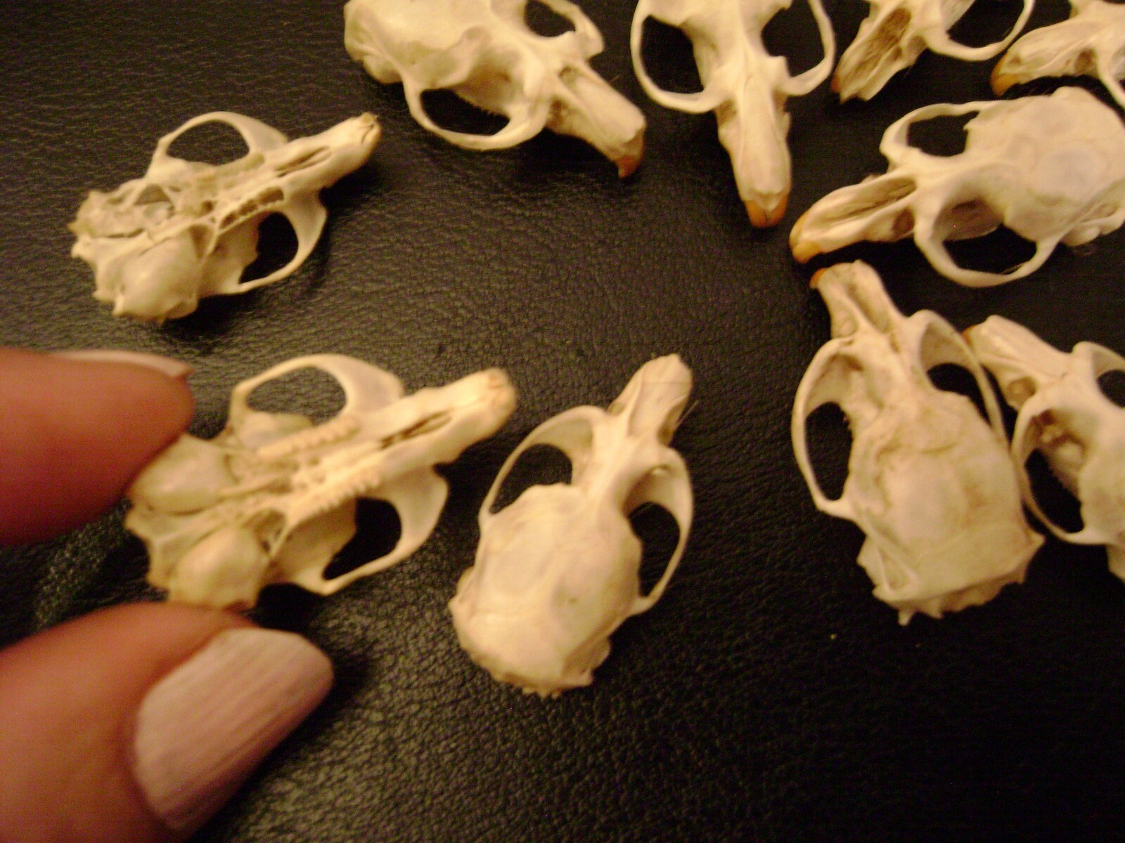 10 REAL MOUSE SKULLS for steampunk jewelry or magic wands TAXIDERMY LOT bones