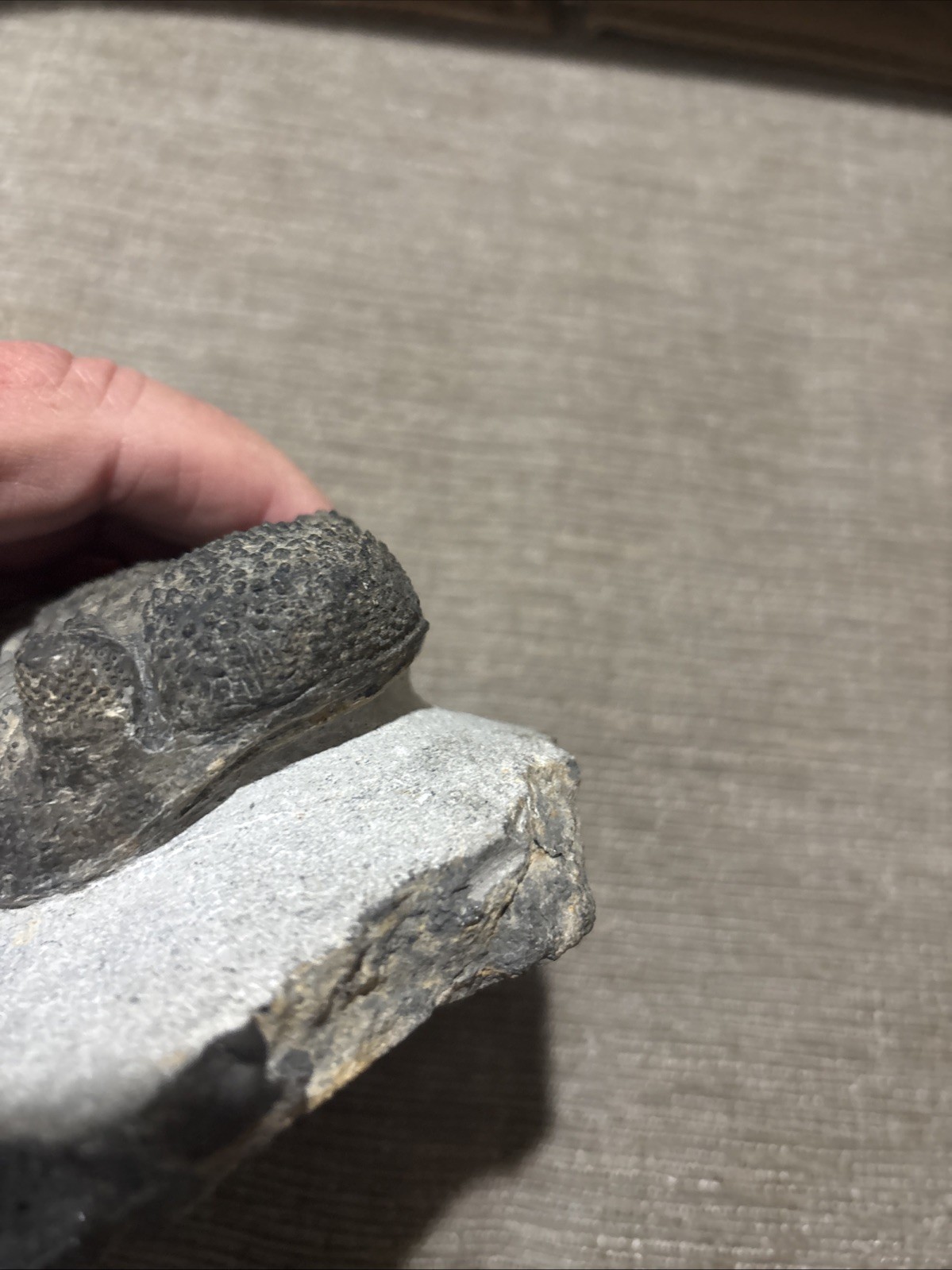 Very Nice 5 1/4 Inches Drotops Laid Out Nice Pretty Piece Devonian