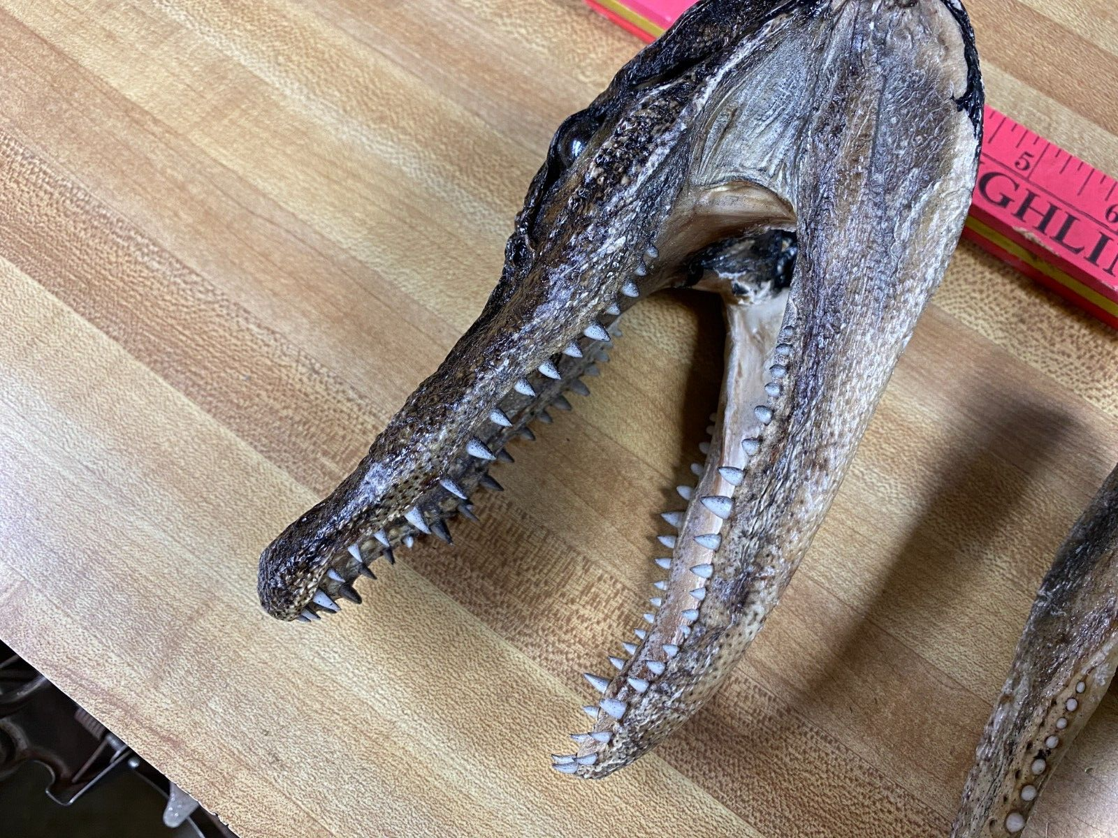 Alligator Skull You are buying only one