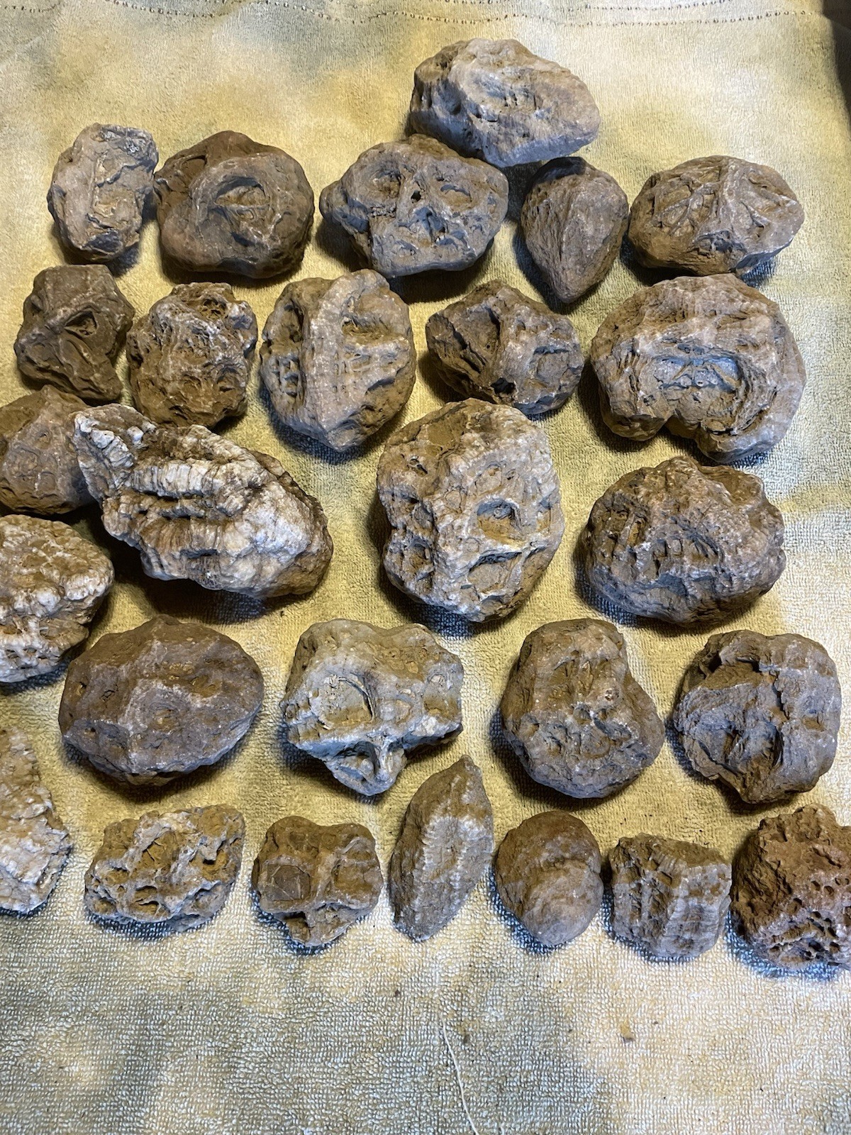27-KENTUCKY GEODIZED FOSSILS. NICE ONES. 1” TO 5”.