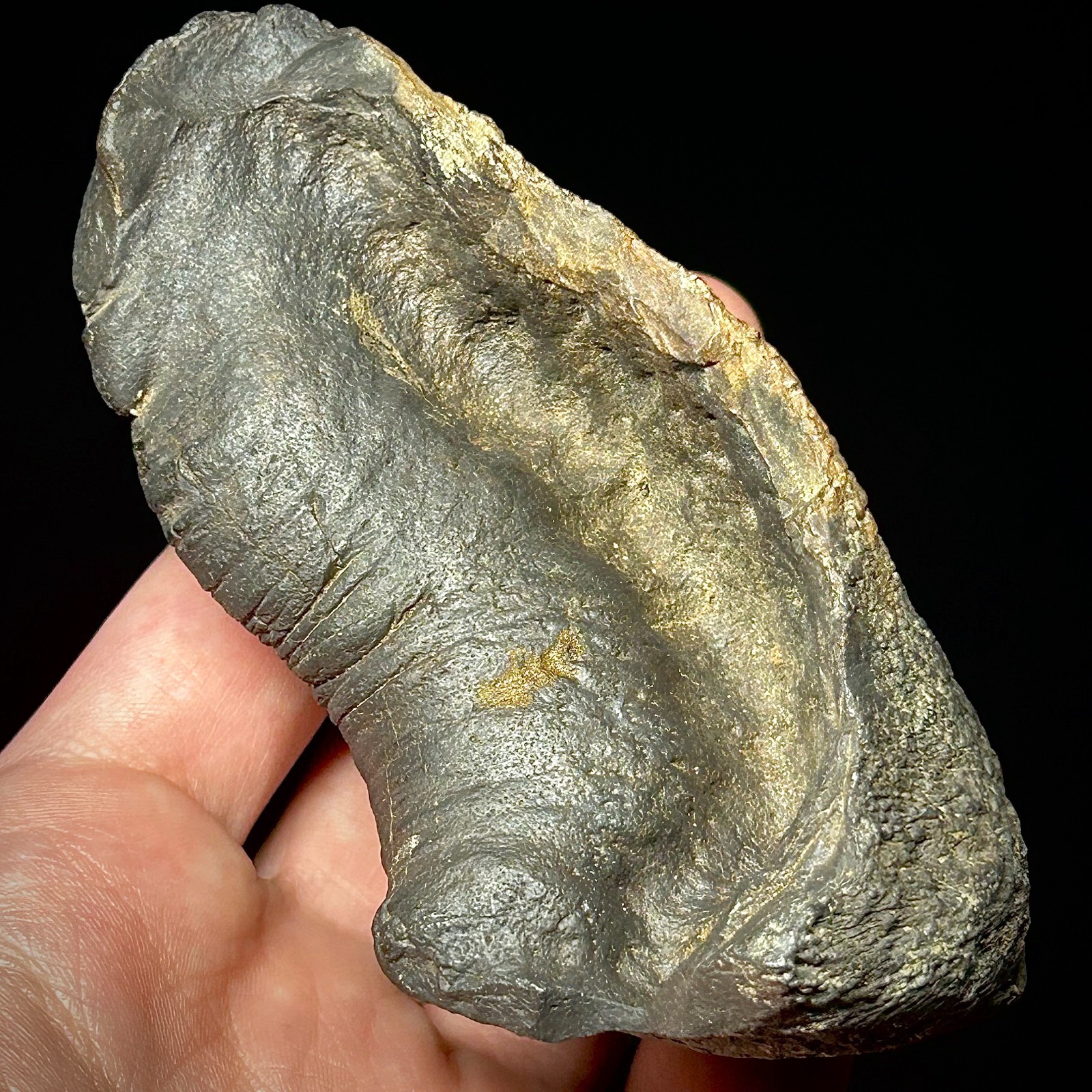 Fossilized Tympanic Bulla Cetacean Ear Bone Fossil 3.87" Pliocene Era Whale