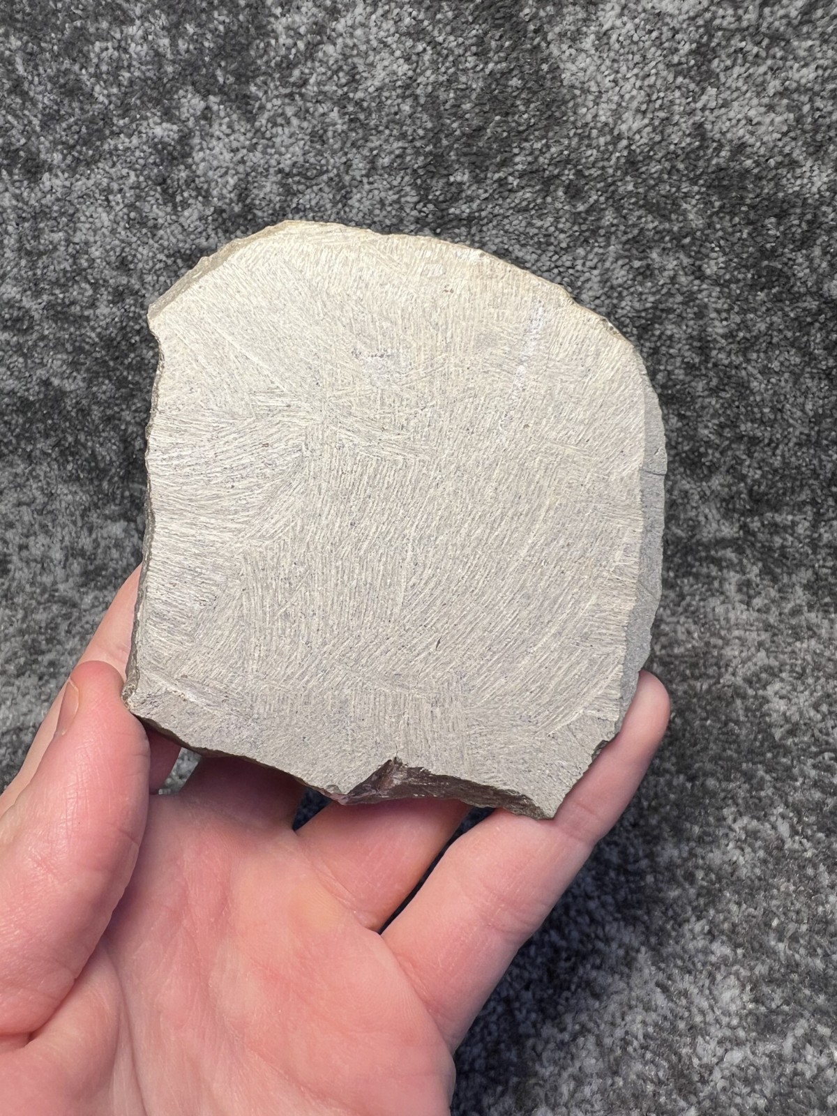 Moroccops sp. Trilobite Fossil – Attractive Collector Specimen