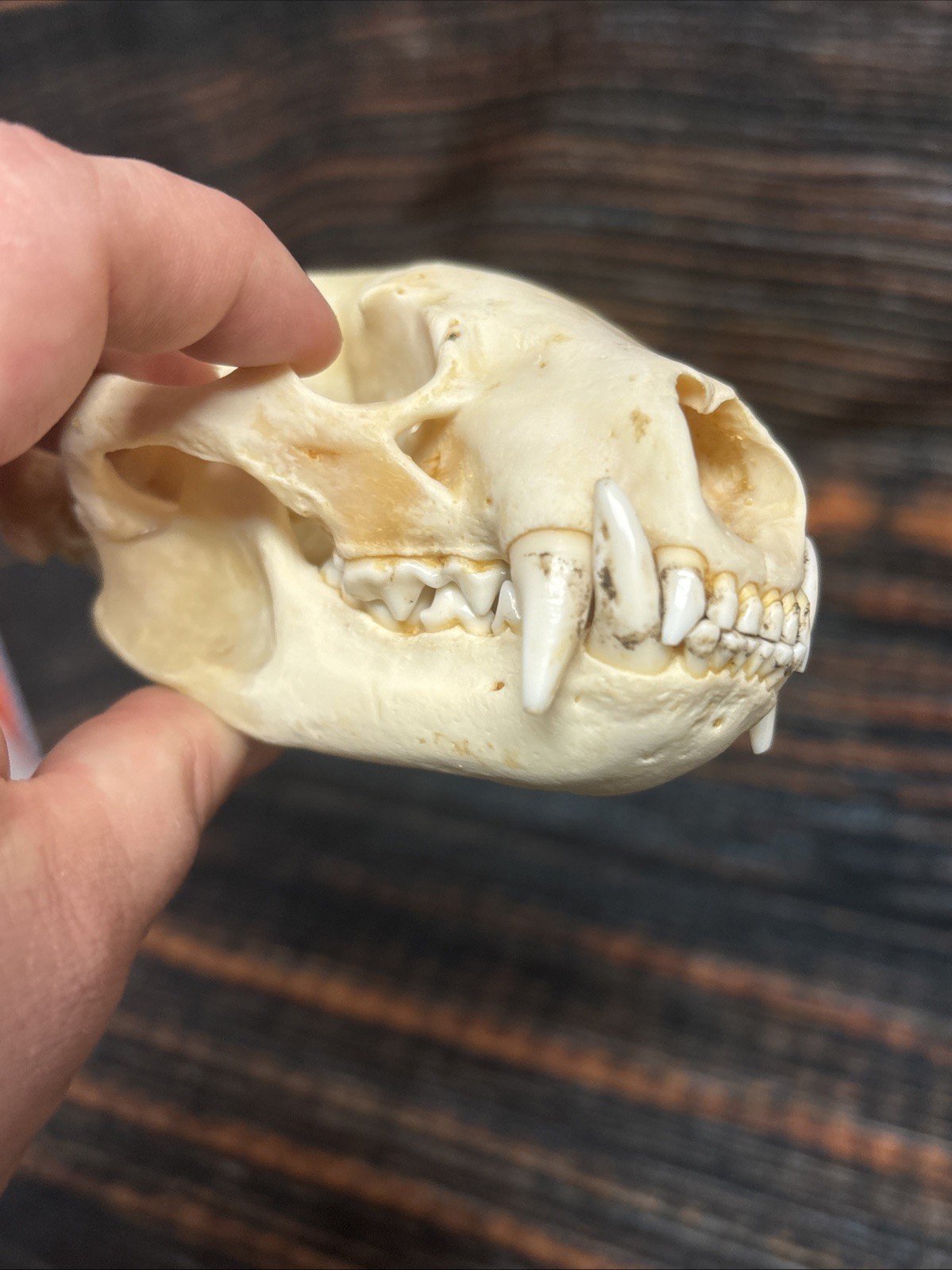 Real XL Badger Skull Unique Gift Halloween Craft Animal Mount Art Model Head Odd